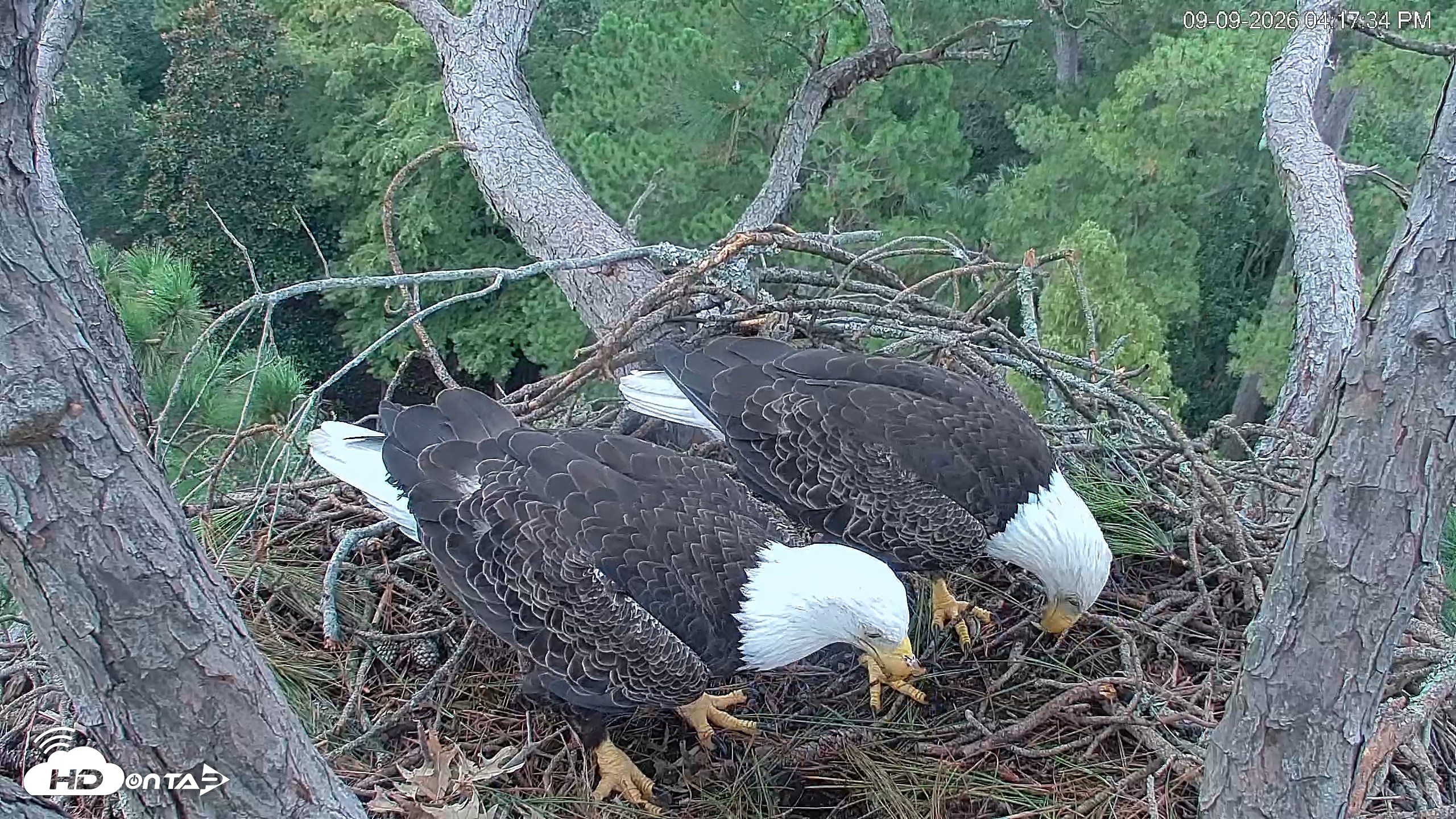 Snapshot of Hilton Head Island Eagles Live Webcam taken Sep 9, 2026, 4:18pm EDT