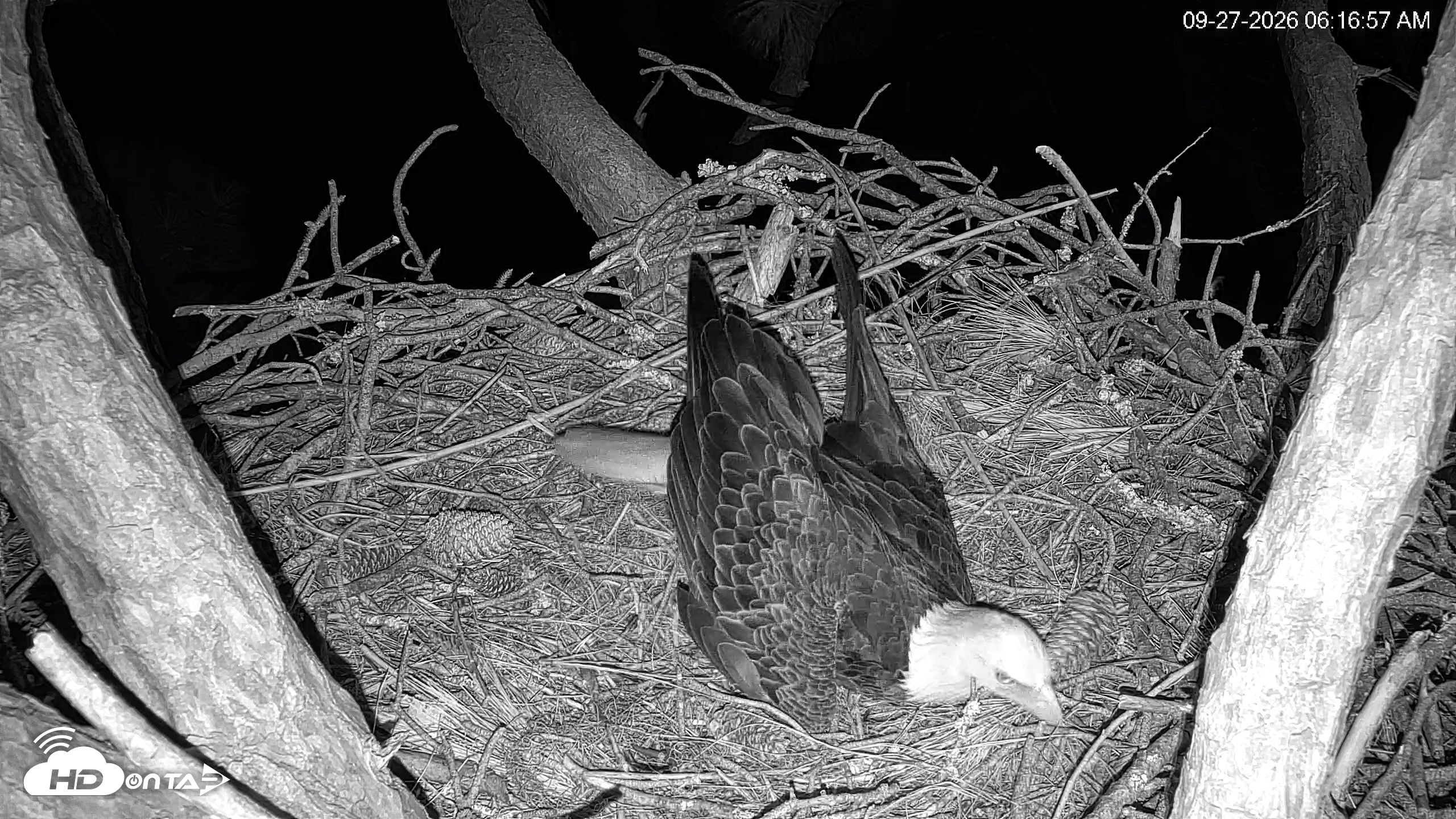 Snapshot of Hilton Head Island Eagles Live Webcam taken Sep 27, 2026, 6:17am EDT