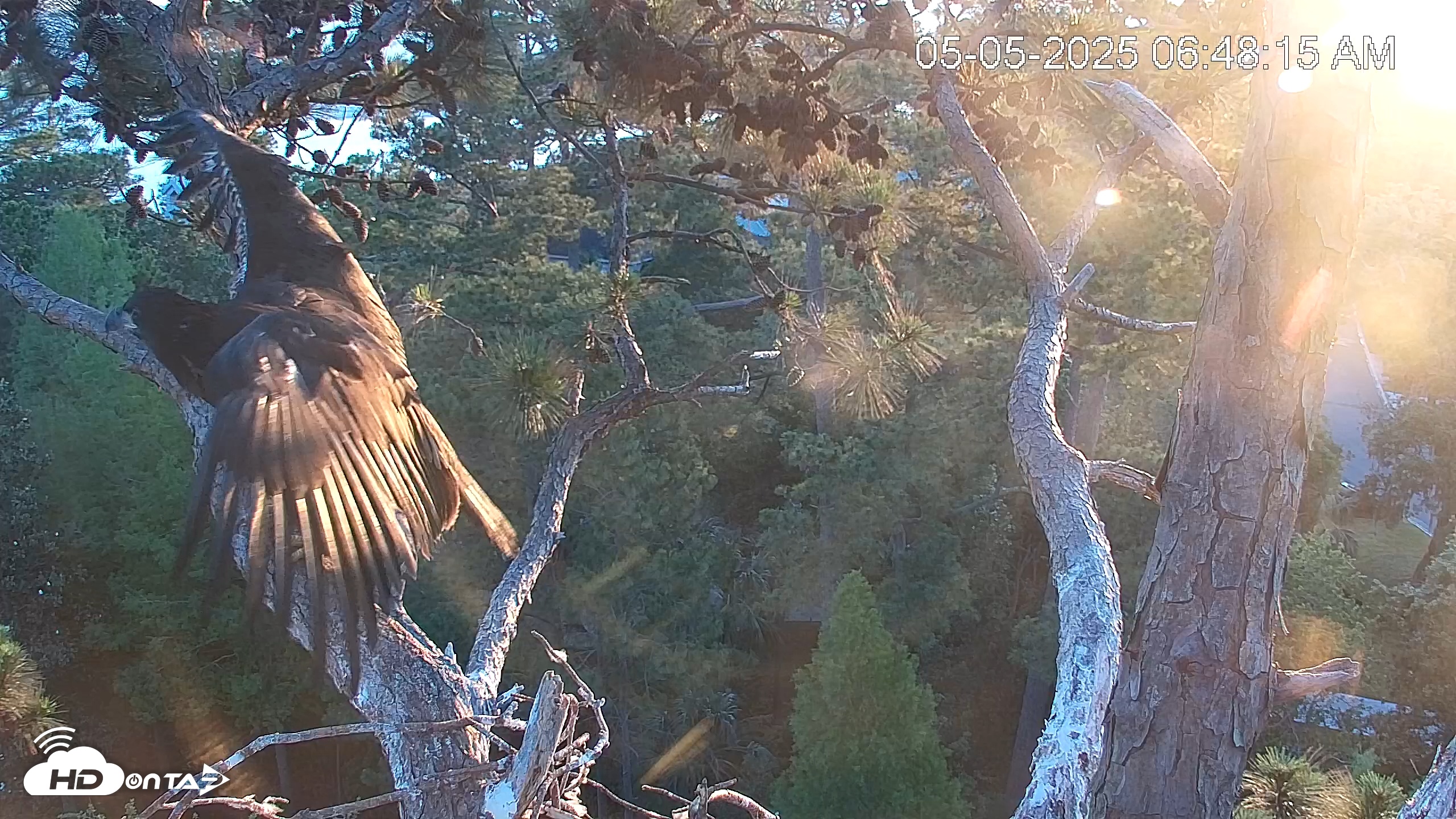 Snapshot of Hilton Head Island Eagles Live Webcam taken May 5, 2025, 6:49am EDT