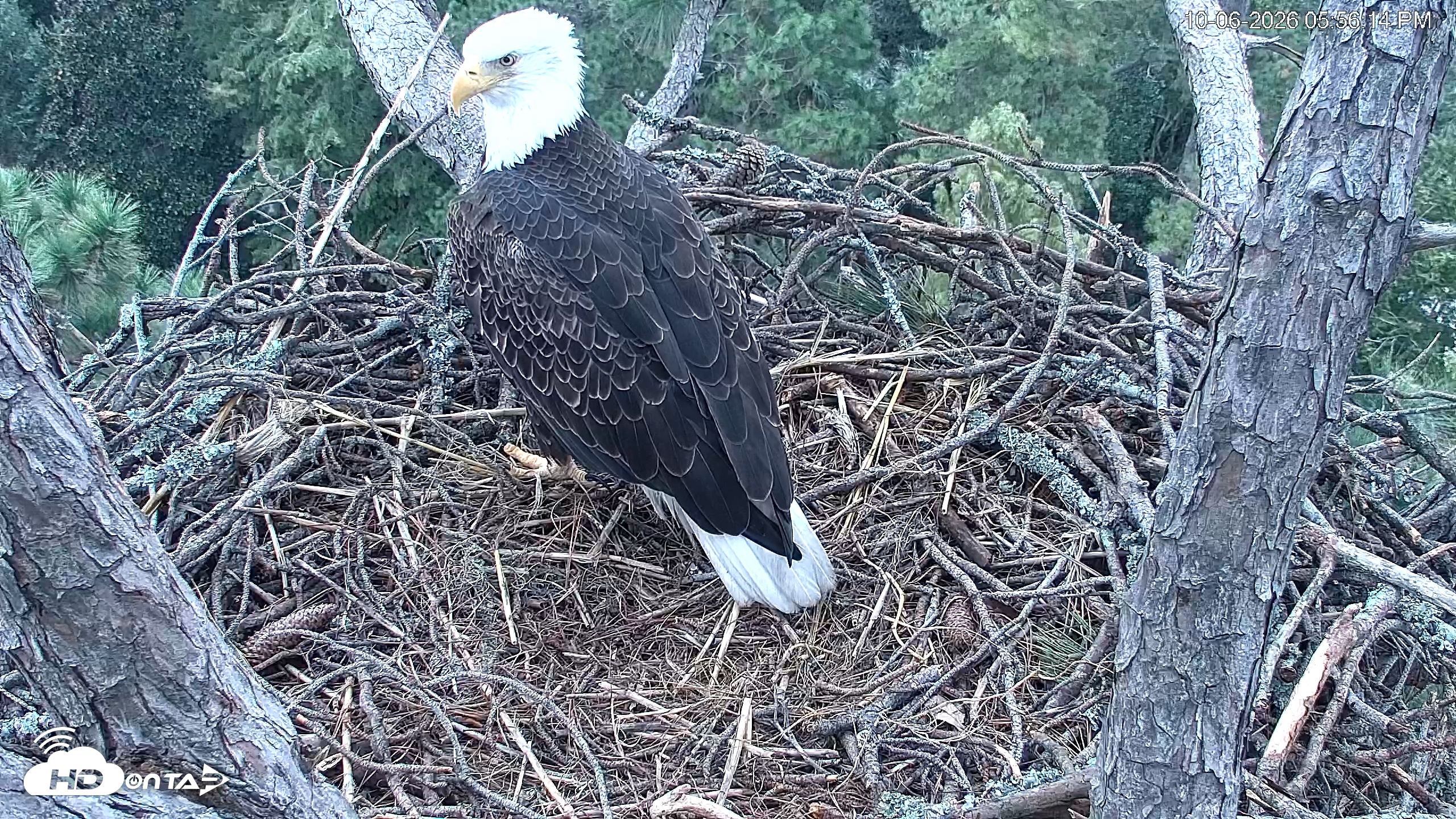Snapshot of Hilton Head Island Eagles Live Webcam taken Oct 6, 2026, 5:56pm EDT