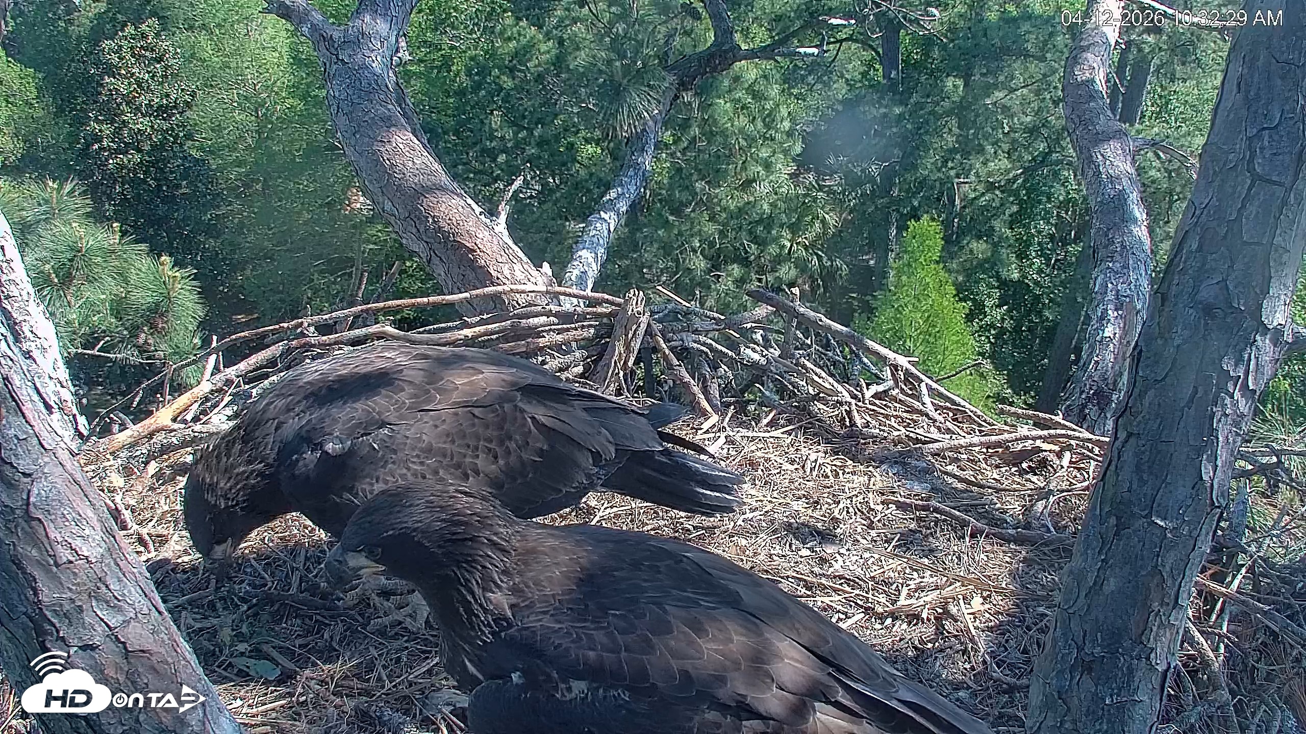 Snapshot of Hilton Head Island Eagles Live Webcam taken Apr 12, 2026, 10:32am EDT