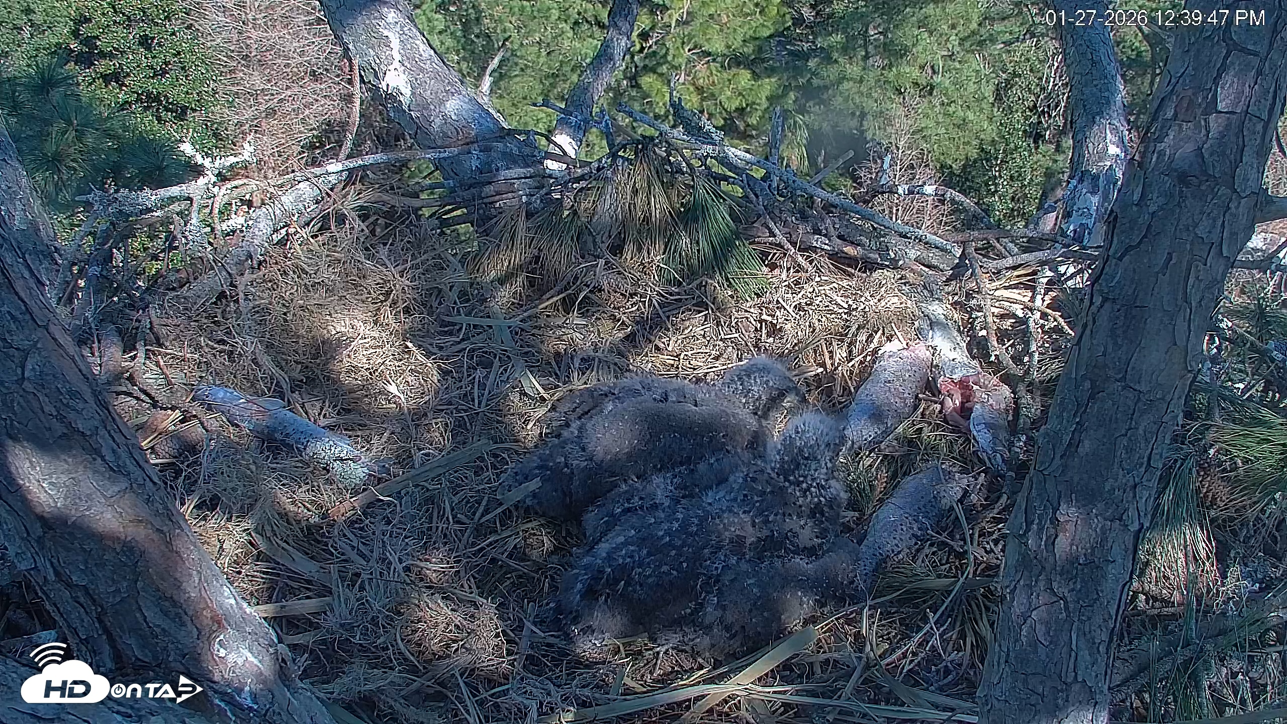 Snapshot of Hilton Head Island Eagles Live Webcam taken Jan 27, 2026, 12:40pm EST
