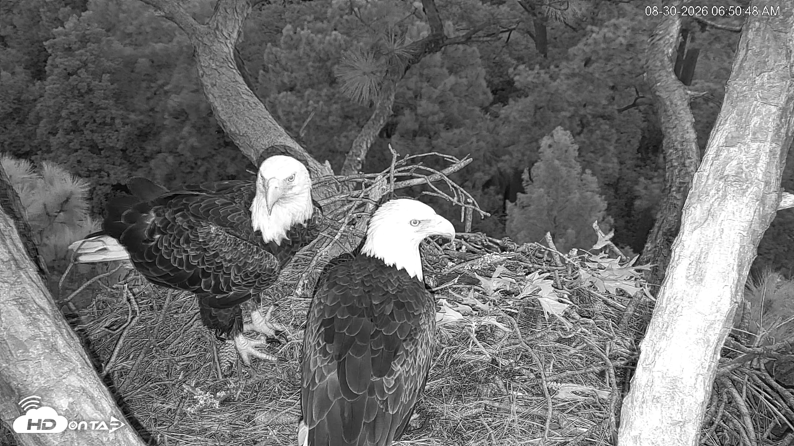 Snapshot of Hilton Head Island Eagles Live Webcam taken Aug 30, 2026, 6:51am EDT