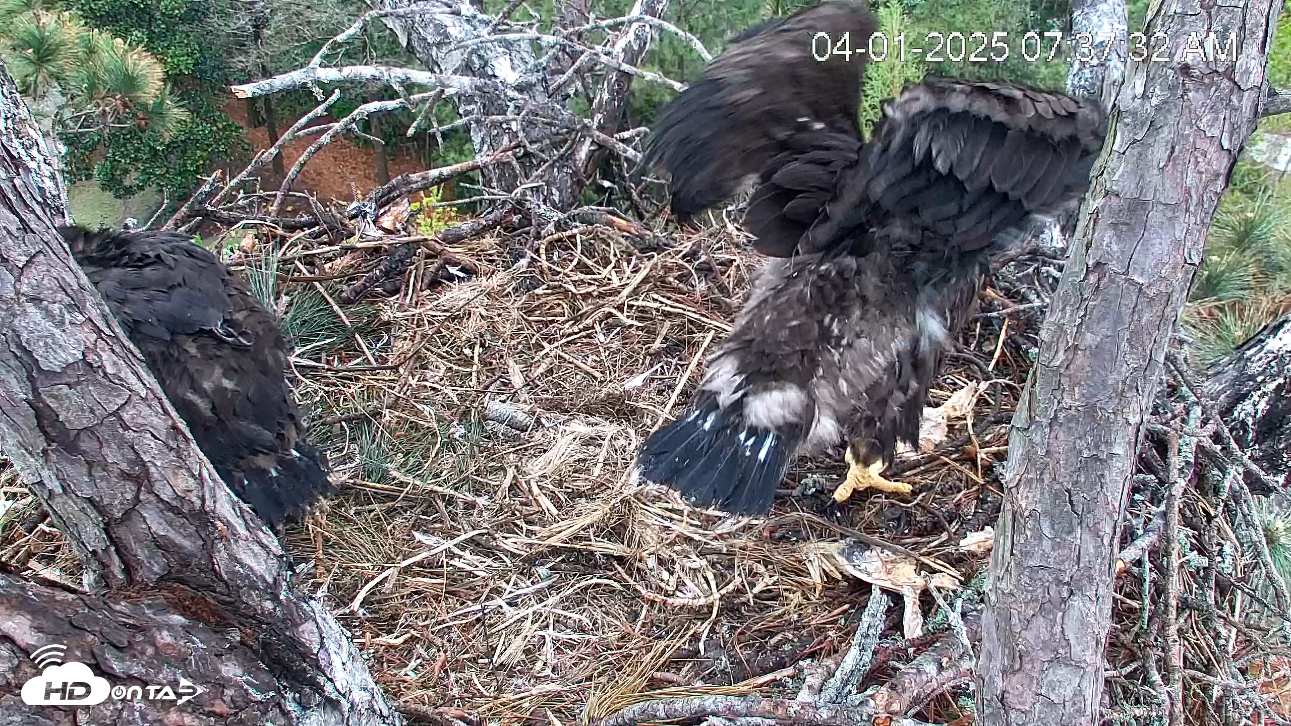 Snapshot of Hilton Head Island Eagles Live Webcam taken Apr 1, 2025, 7:38am EDT
