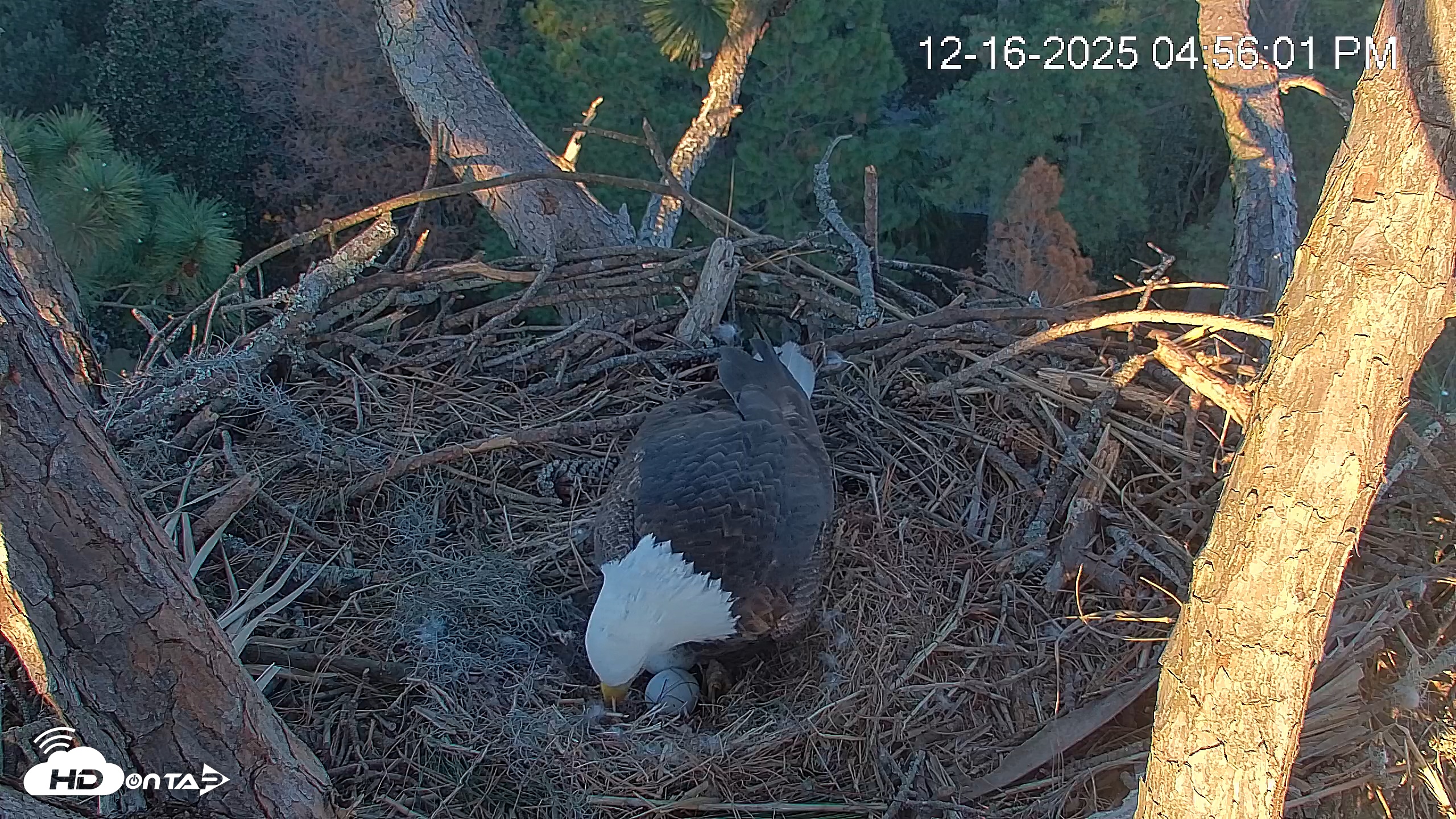 Snapshot of Hilton Head Island Eagles Live Webcam taken Dec 16, 2025, 4:56pm EST