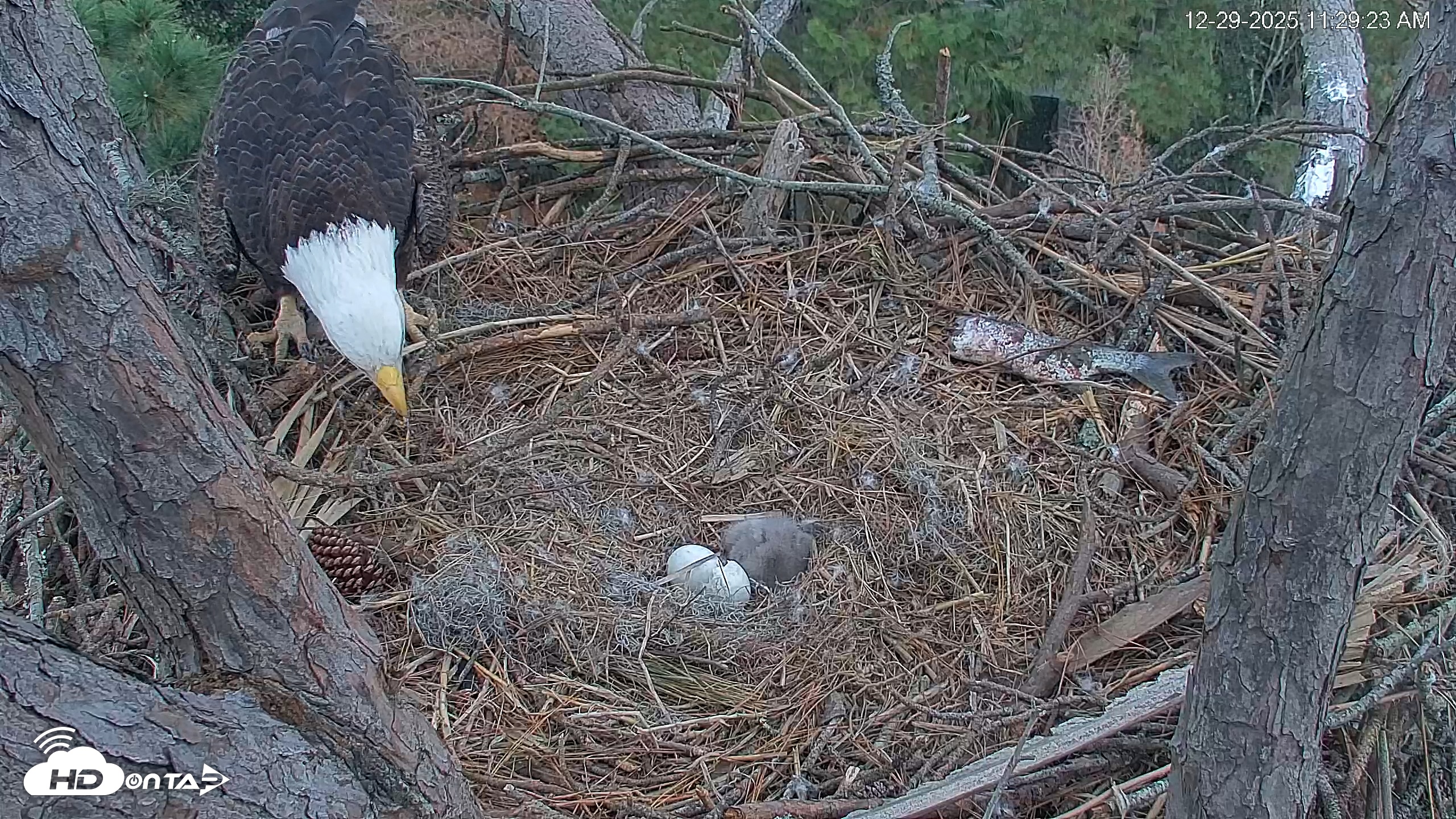 Snapshot of Hilton Head Island Eagles Live Webcam taken Dec 29, 2025, 11:30am EST