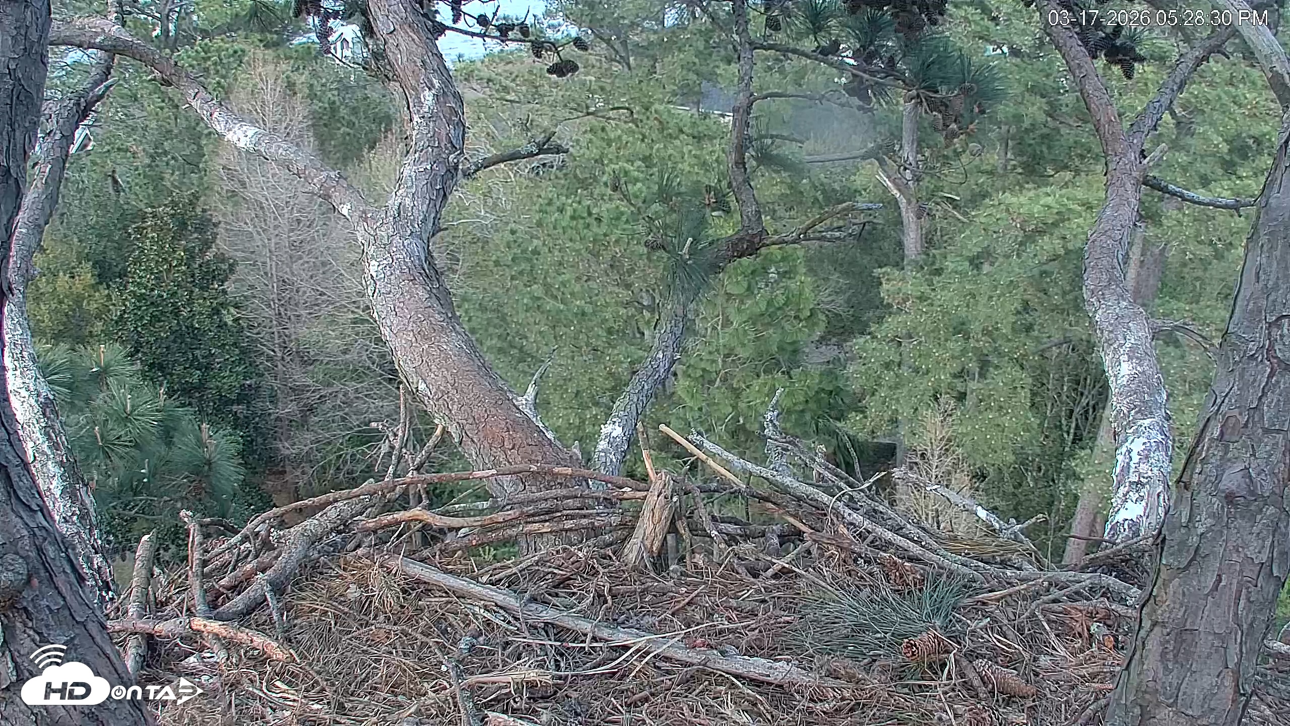Snapshot of Hilton Head Island Eagles Live Webcam taken Mar 17, 2026, 5:29pm EDT