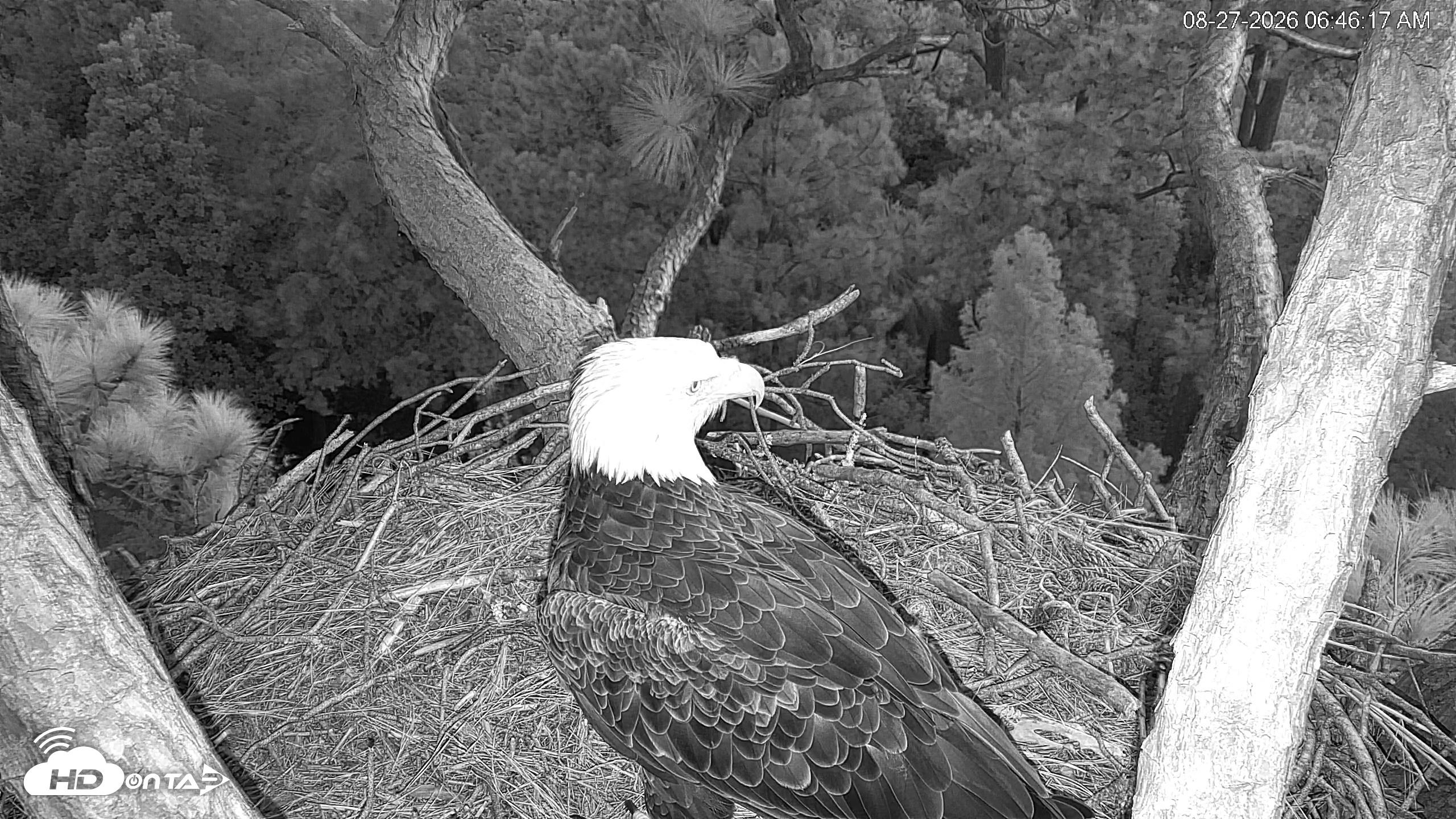 Snapshot of Hilton Head Island Eagles Live Webcam taken Aug 27, 2026, 6:46am EDT