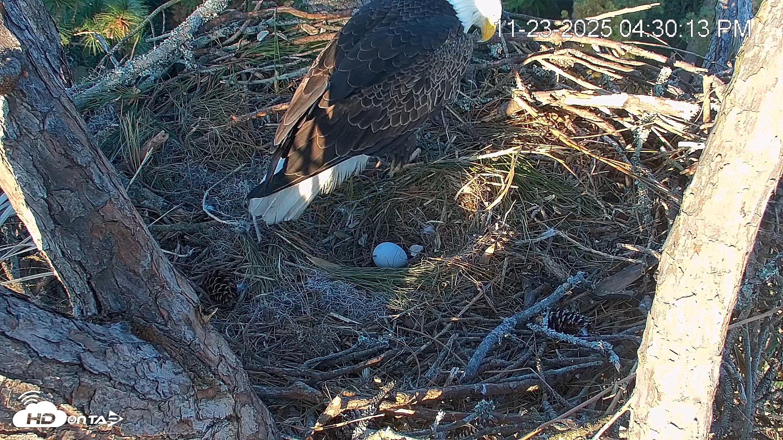 Snapshot of Hilton Head Island Eagles Live Webcam taken Nov 23, 2025, 4:31pm EST