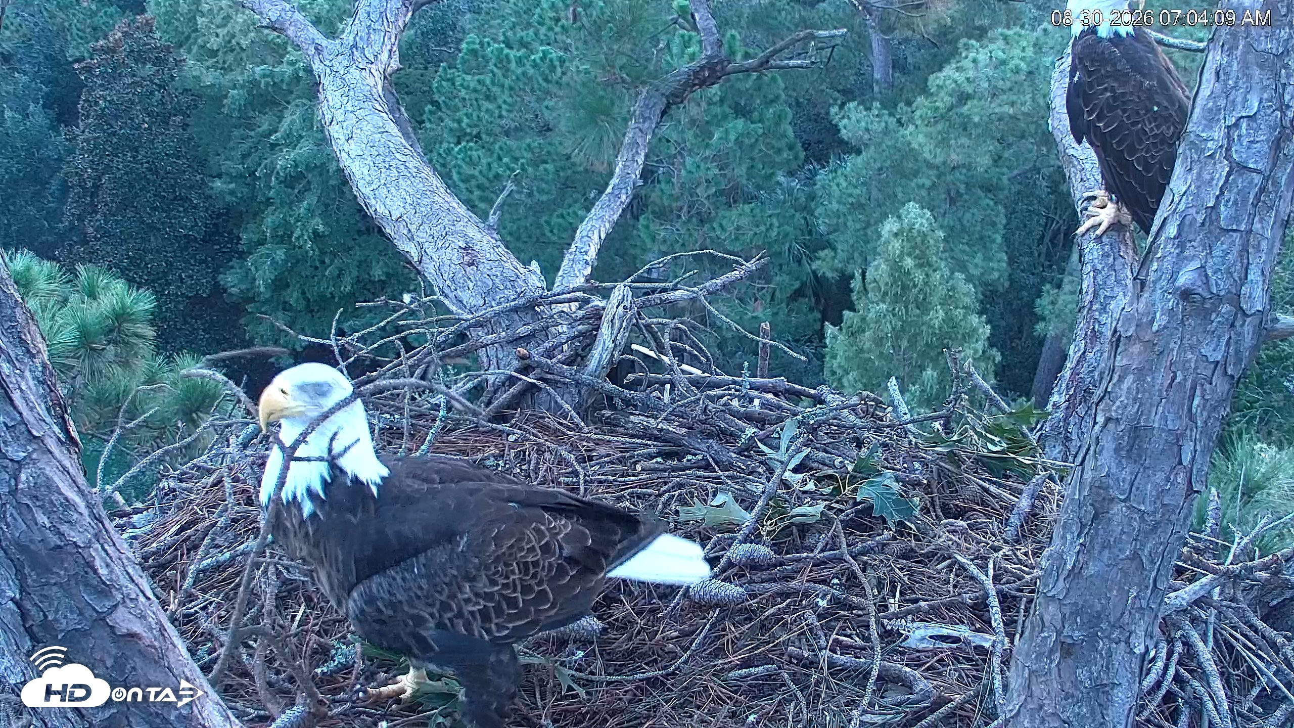 Snapshot of Hilton Head Island Eagles Live Webcam taken Aug 30, 2026, 7:04am EDT