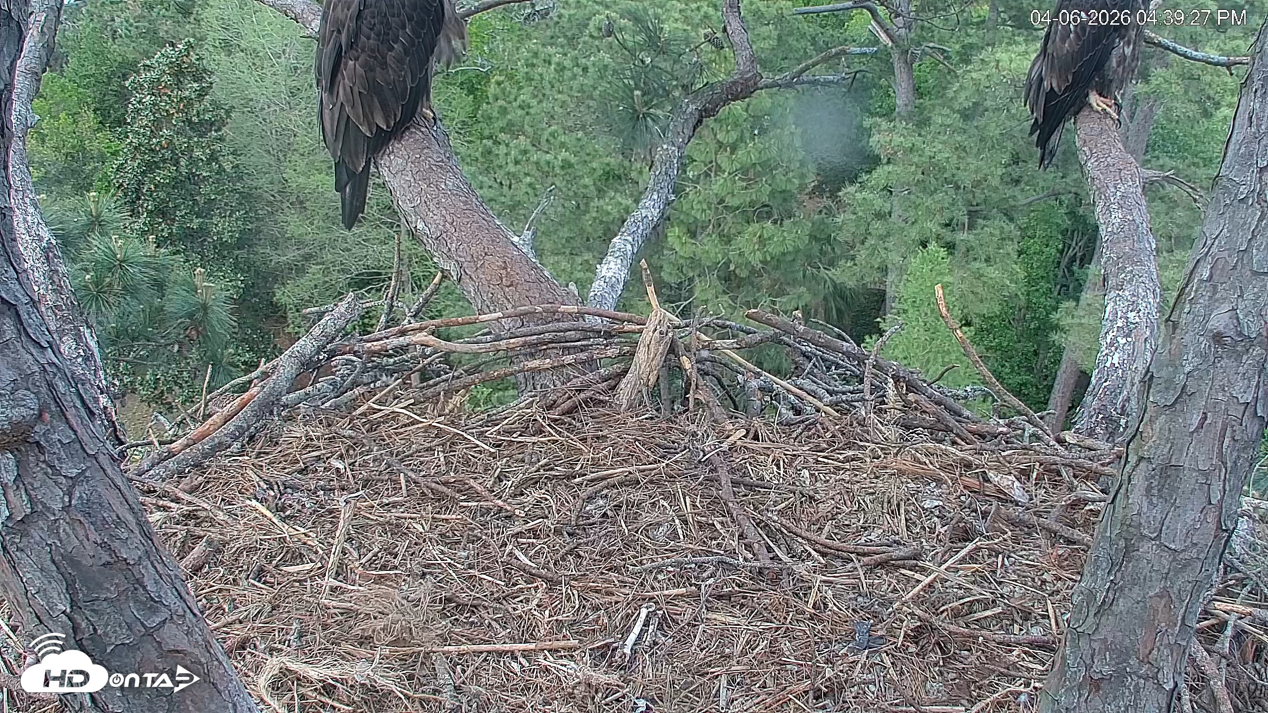 Snapshot of Hilton Head Island Eagles Live Webcam taken Apr 6, 2026, 4:40pm EDT