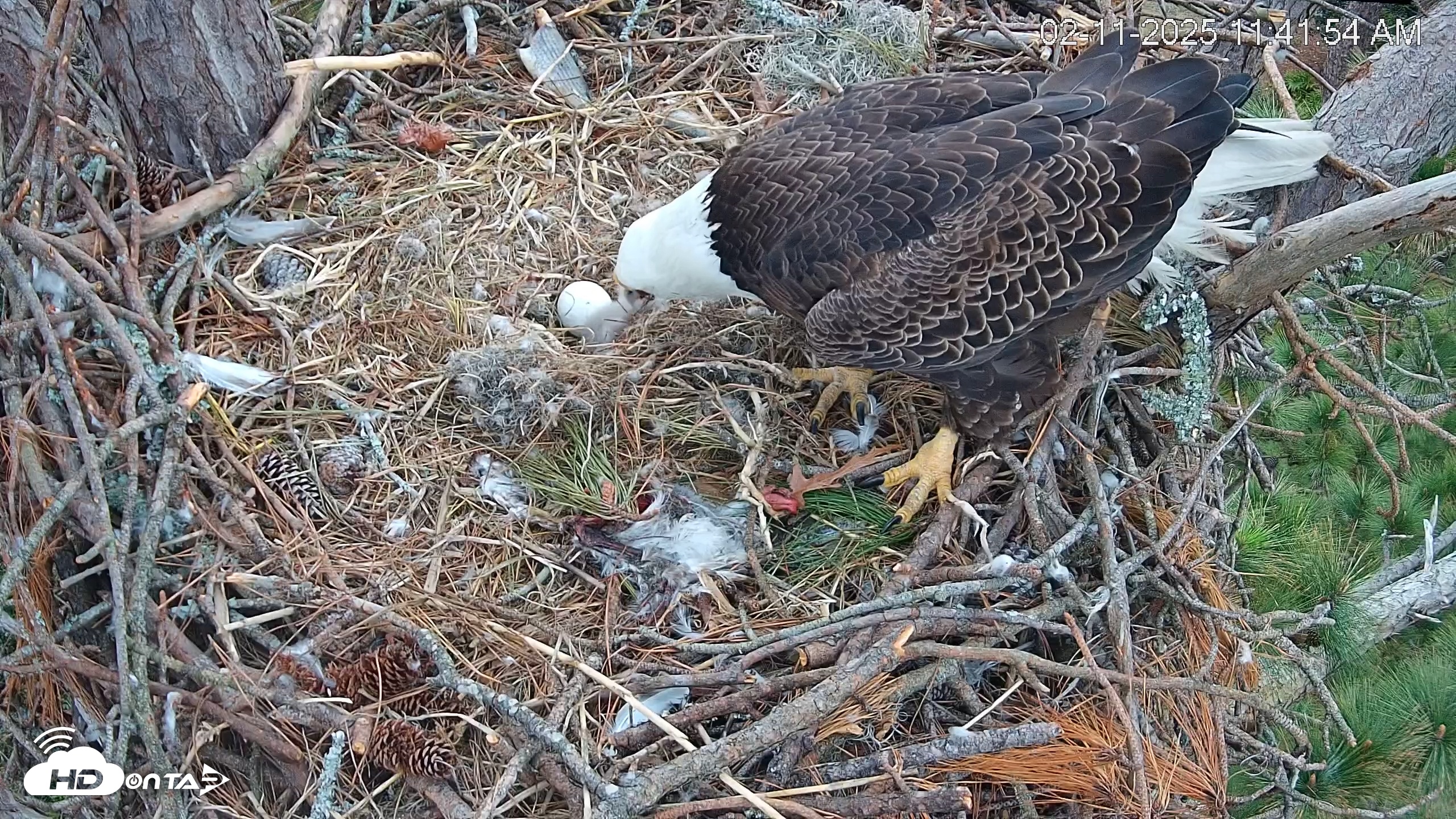 Snapshot of Hilton Head Island Eagles Live Webcam taken Feb 11, 2025, 11:42am EST