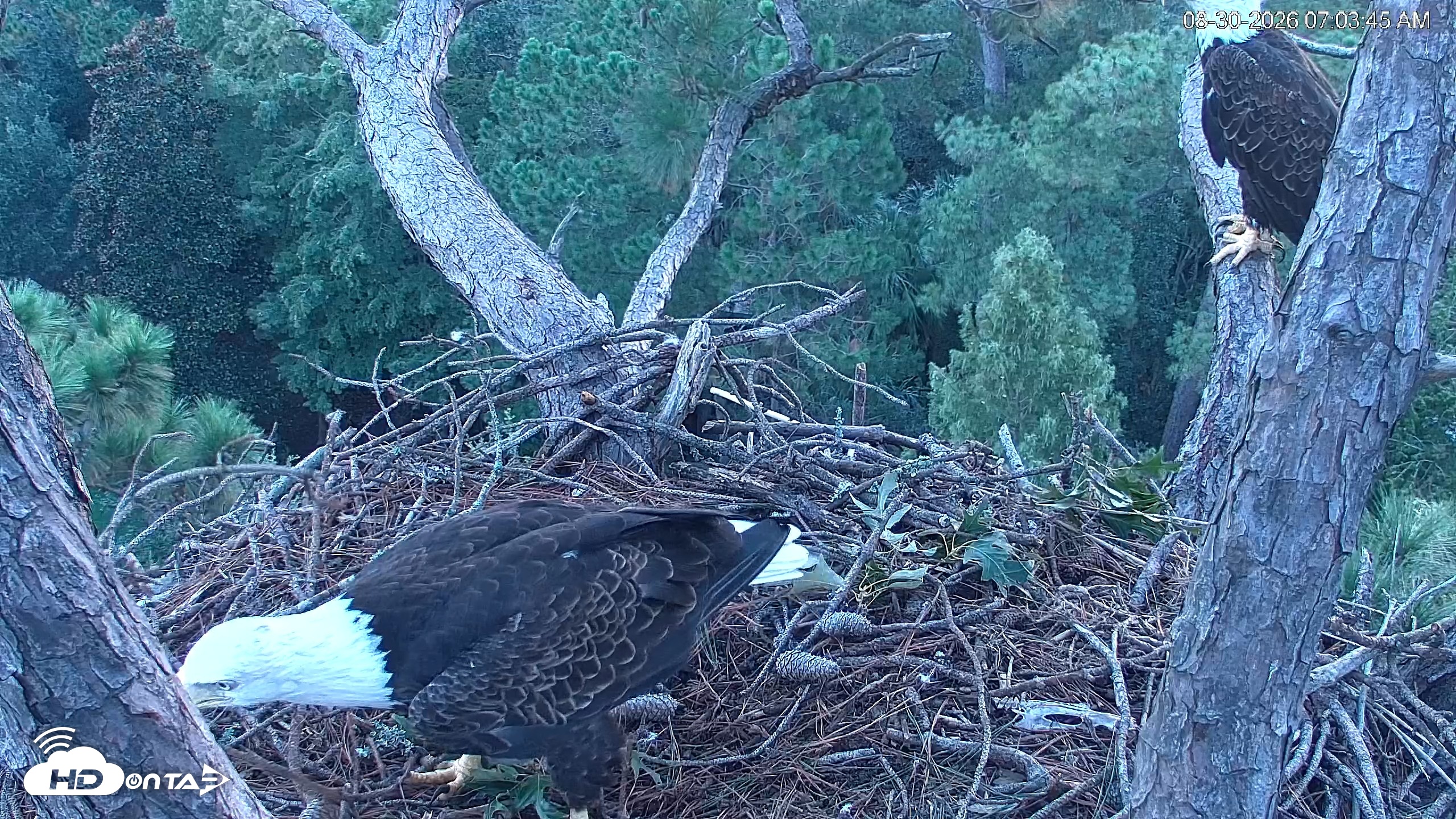 Snapshot of Hilton Head Island Eagles Live Webcam taken Aug 30, 2026, 7:04am EDT