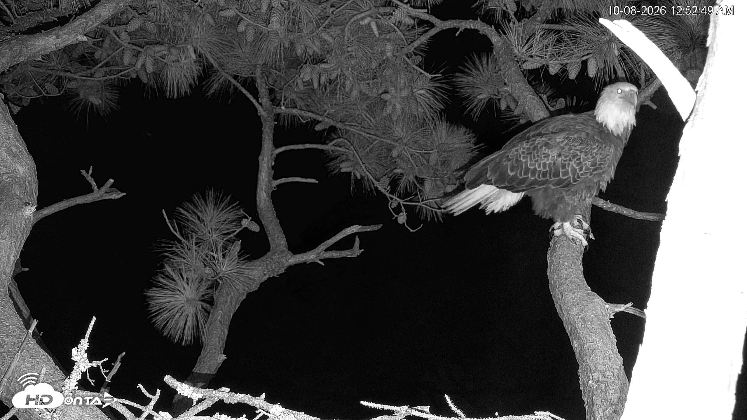 Snapshot of Hilton Head Island Eagles Live Webcam taken Oct 8, 2026, 12:53am EDT
