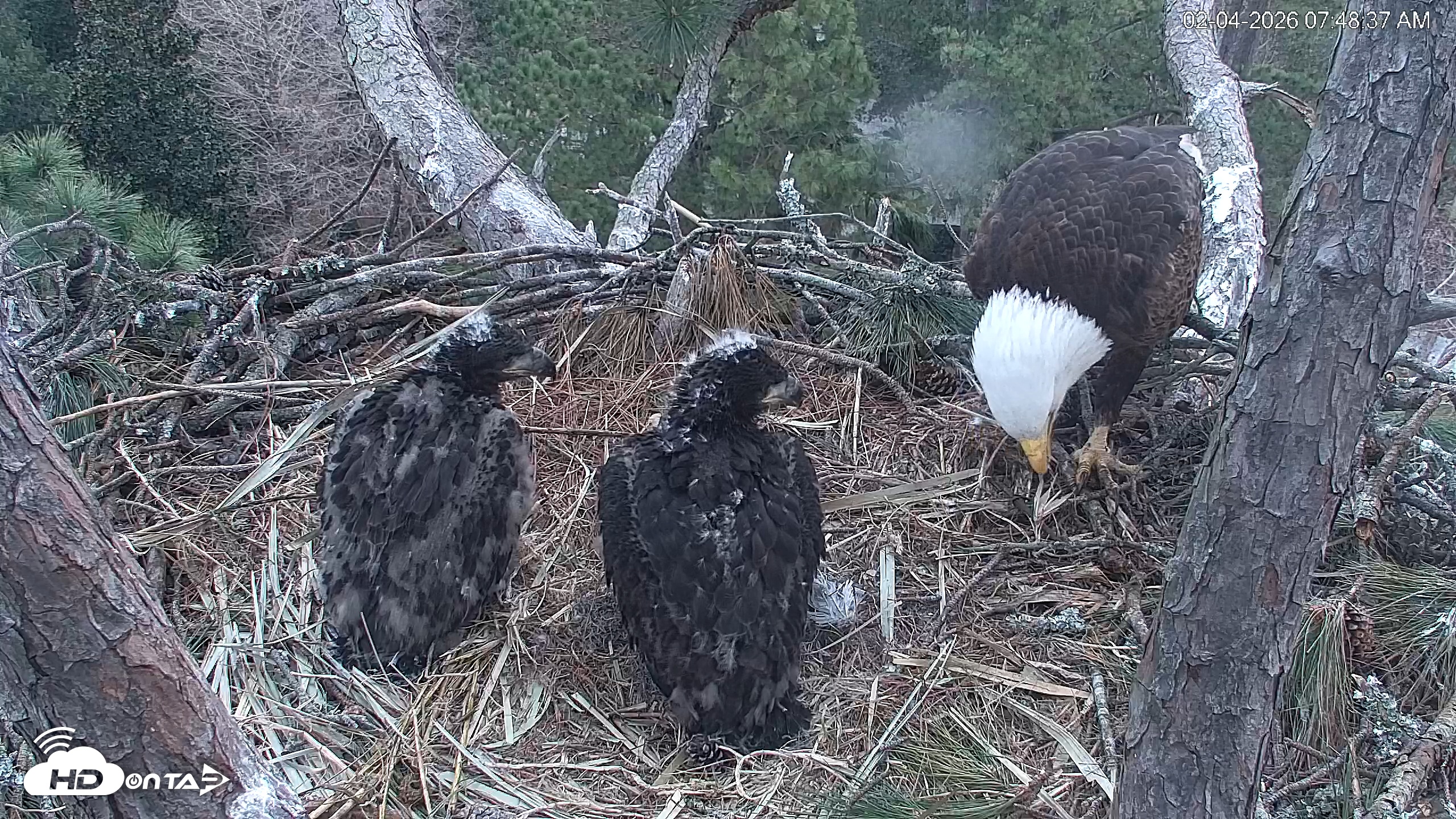 Snapshot of Hilton Head Island Eagles Live Webcam taken Feb 4, 2026, 7:49am EST