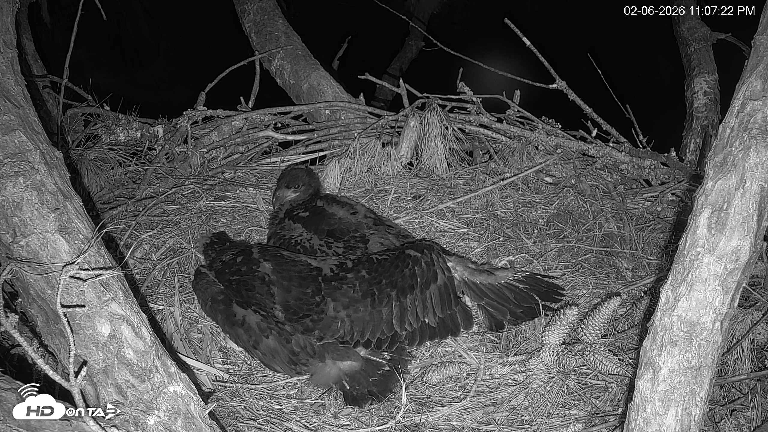 Snapshot of Hilton Head Island Eagles Live Webcam taken Feb 6, 2026, 11:09pm EST
