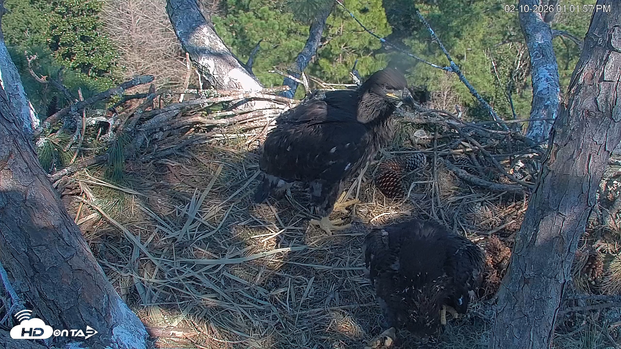 Snapshot of Hilton Head Island Eagles Live Webcam taken Feb 10, 2026, 1:03pm EST