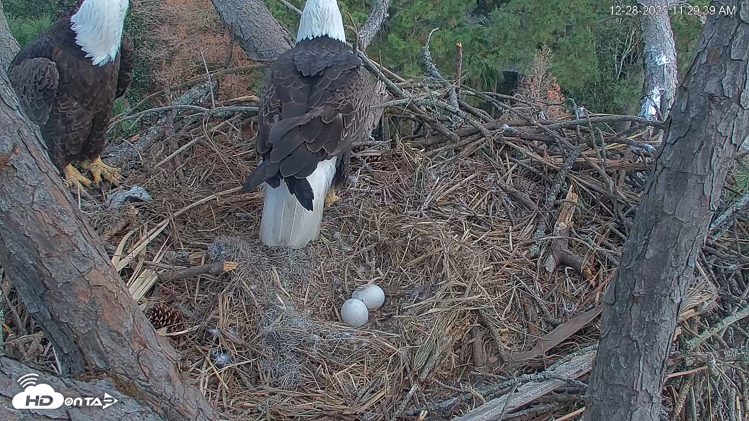 Snapshot of Hilton Head Island Eagles Live Webcam taken Dec 28, 2025, 11:30am EST