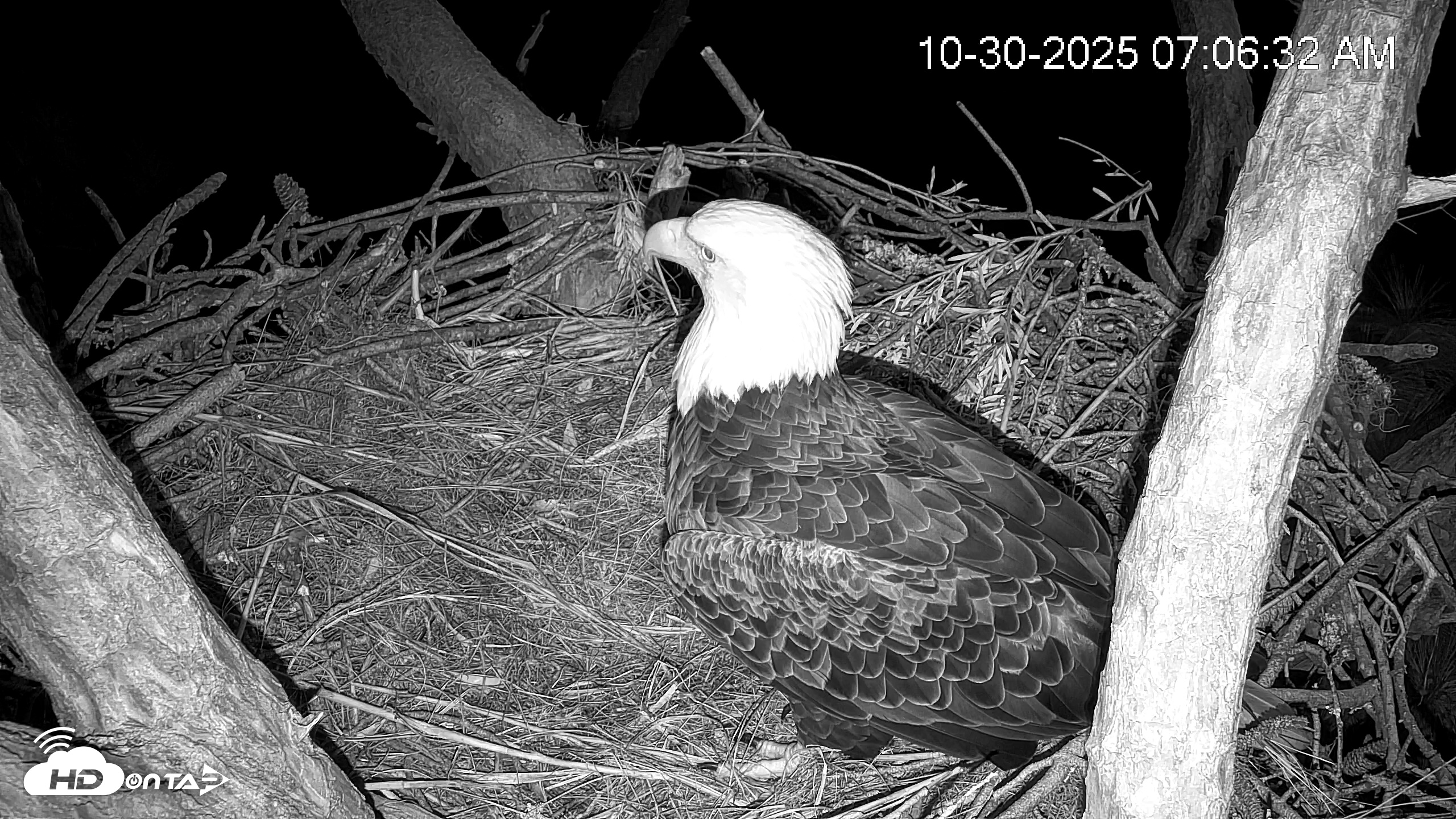 Snapshot of Hilton Head Island Eagles Live Webcam taken Oct 30, 2025, 7:07am EDT