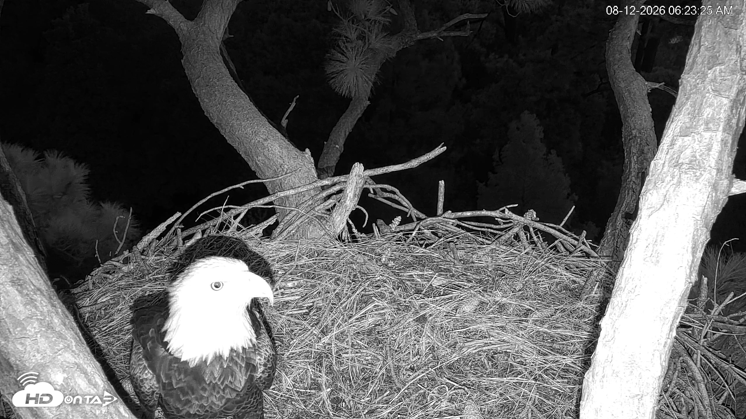 Snapshot of Hilton Head Island Eagles Live Webcam taken Aug 12, 2026, 6:23am EDT