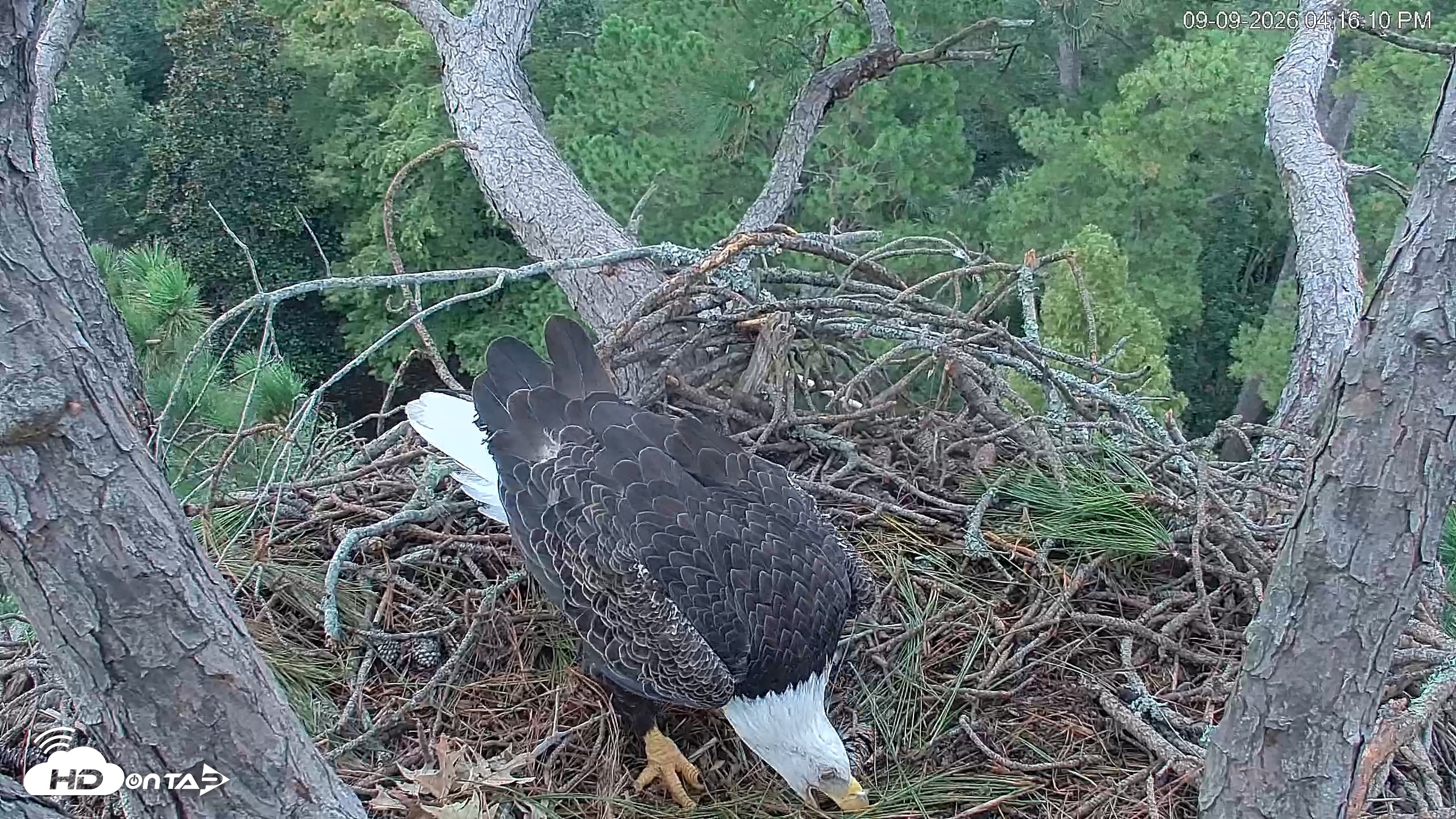 Snapshot of Hilton Head Island Eagles Live Webcam taken Sep 9, 2026, 4:16pm EDT