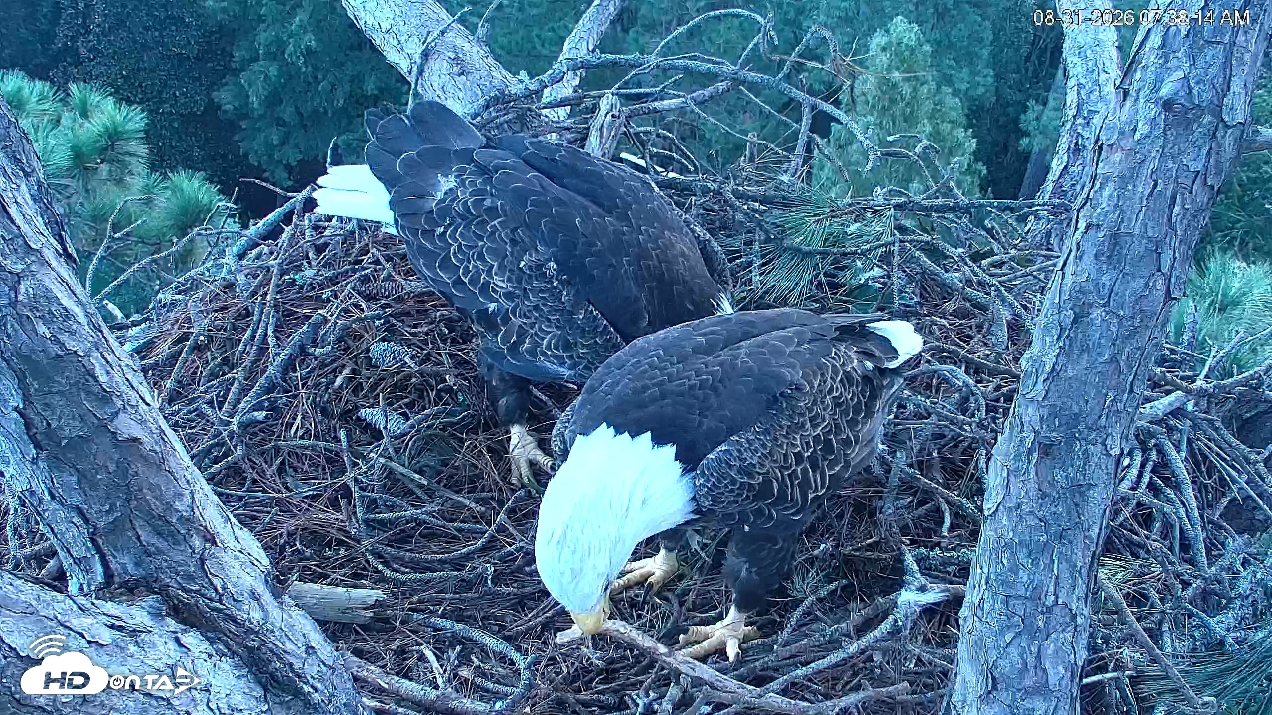 Snapshot of Hilton Head Island Eagles Live Webcam taken Aug 31, 2026, 7:39am EDT