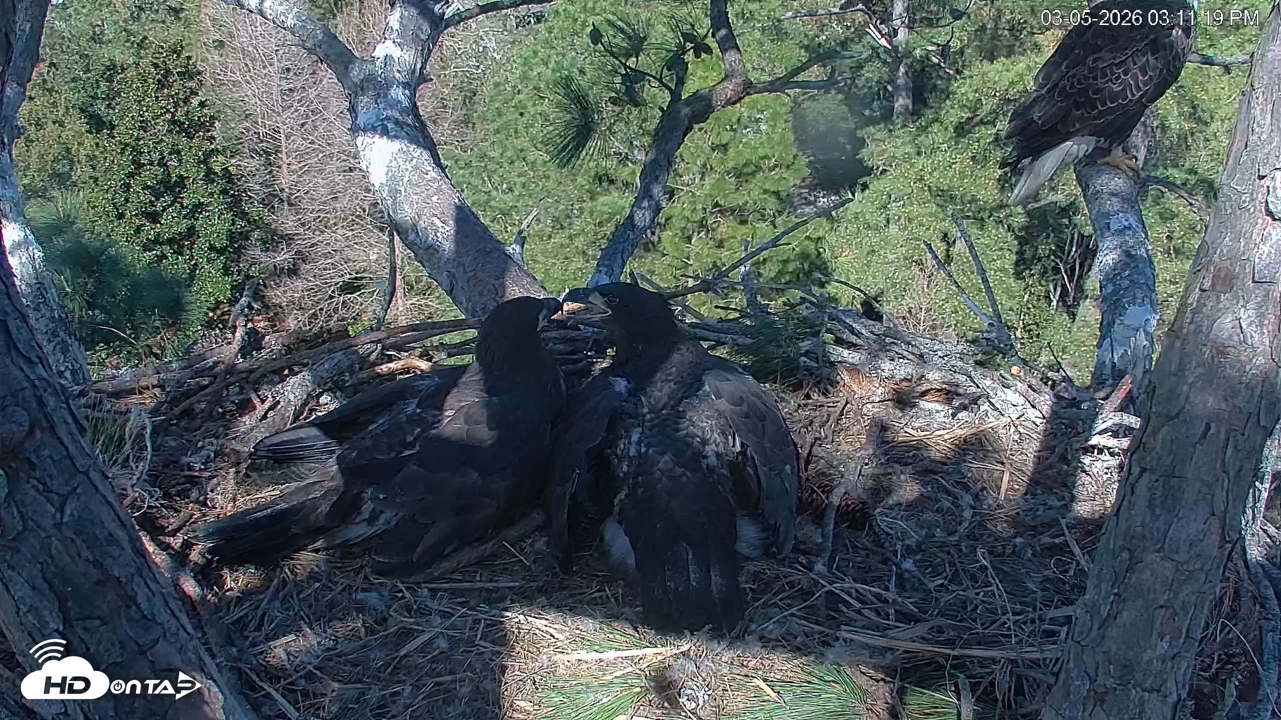 Snapshot of Hilton Head Island Eagles Live Webcam taken Mar 5, 2026, 3:11pm EST
