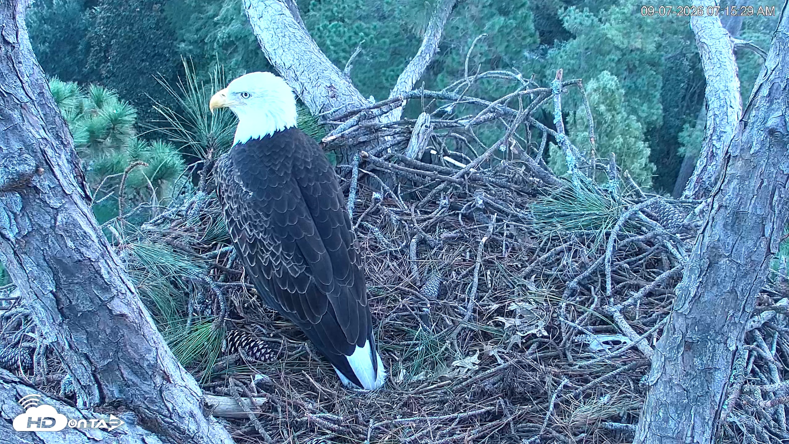 Snapshot of Hilton Head Island Eagles Live Webcam taken Sep 7, 2026, 7:16am EDT