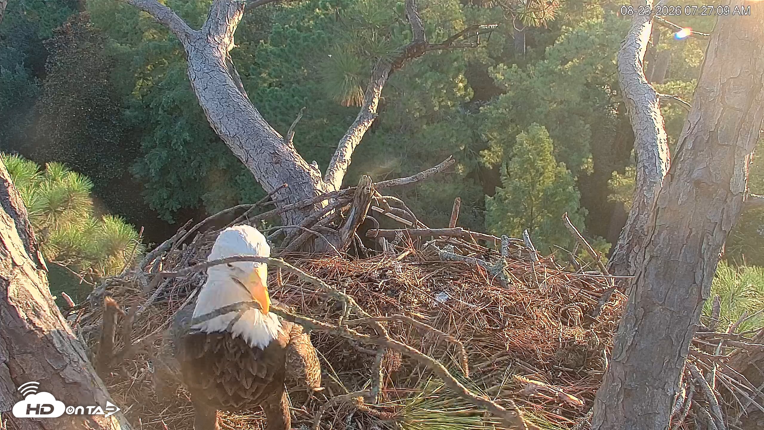 Snapshot of Hilton Head Island Eagles Live Webcam taken Aug 23, 2026, 7:27am EDT