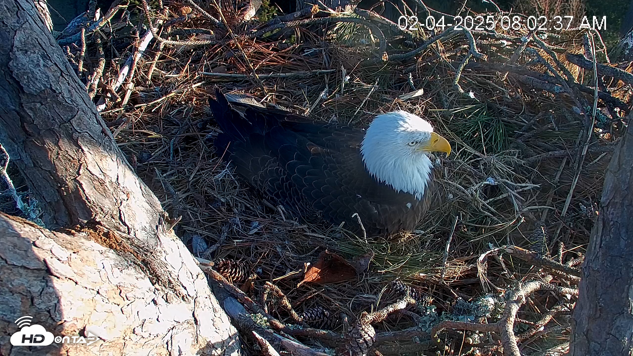Snapshot of Hilton Head Island Eagles Live Webcam taken Feb 4, 2025, 8:03am EST