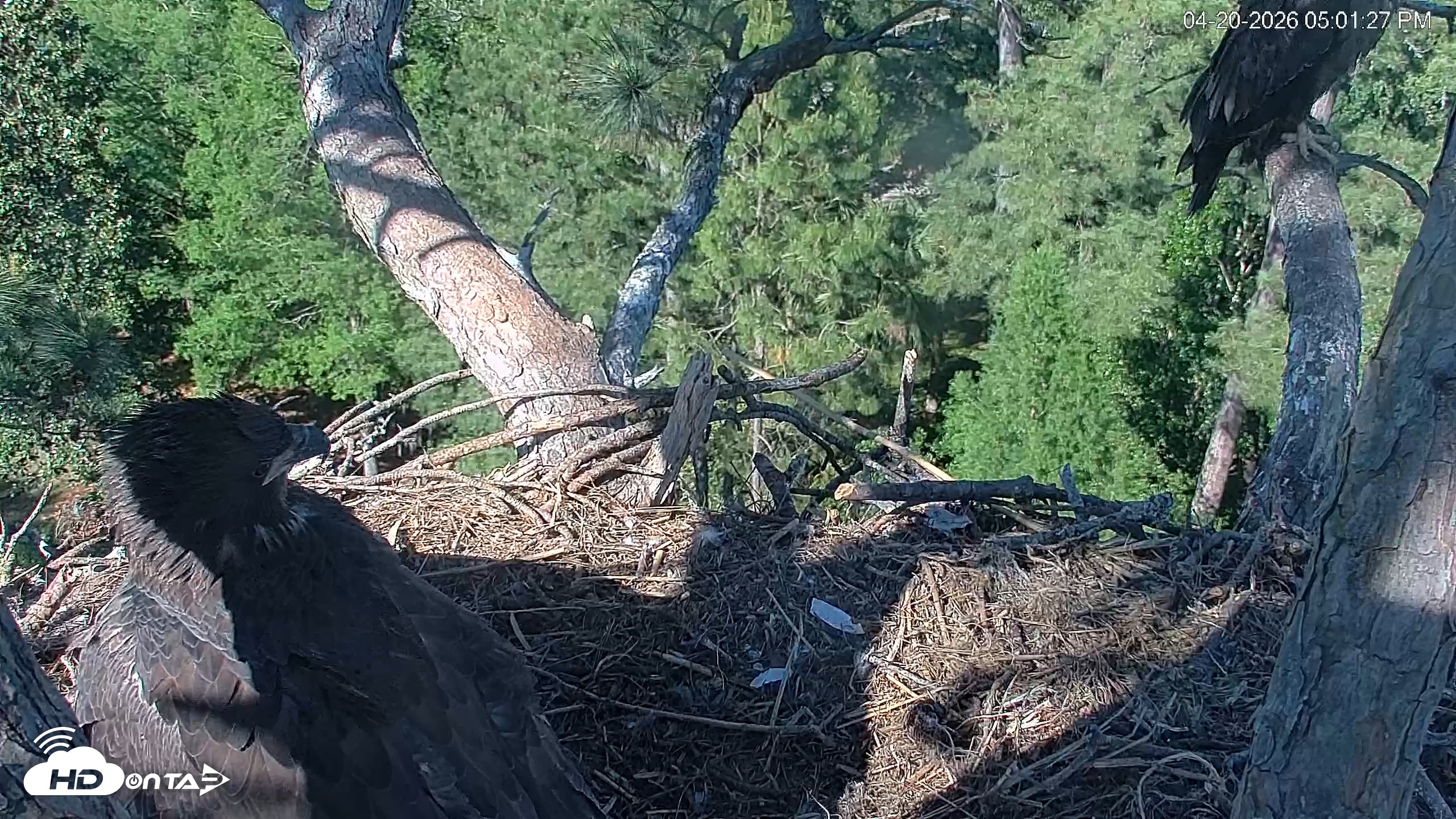 Snapshot of Hilton Head Island Eagles Live Webcam taken Apr 20, 2026, 5:02pm EDT