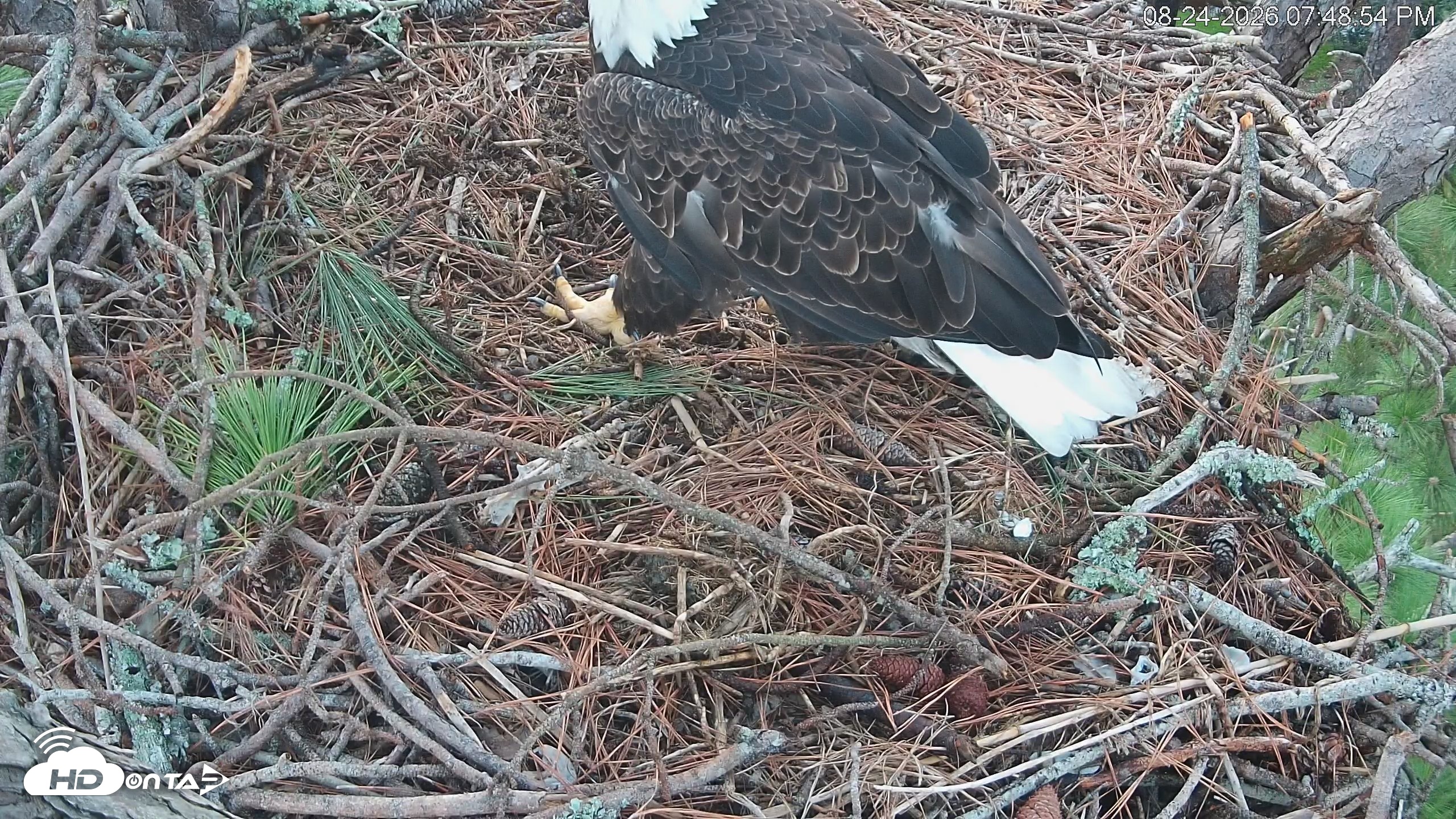 Snapshot of Hilton Head Island Eagles Live Webcam taken Aug 24, 2026, 7:49pm EDT