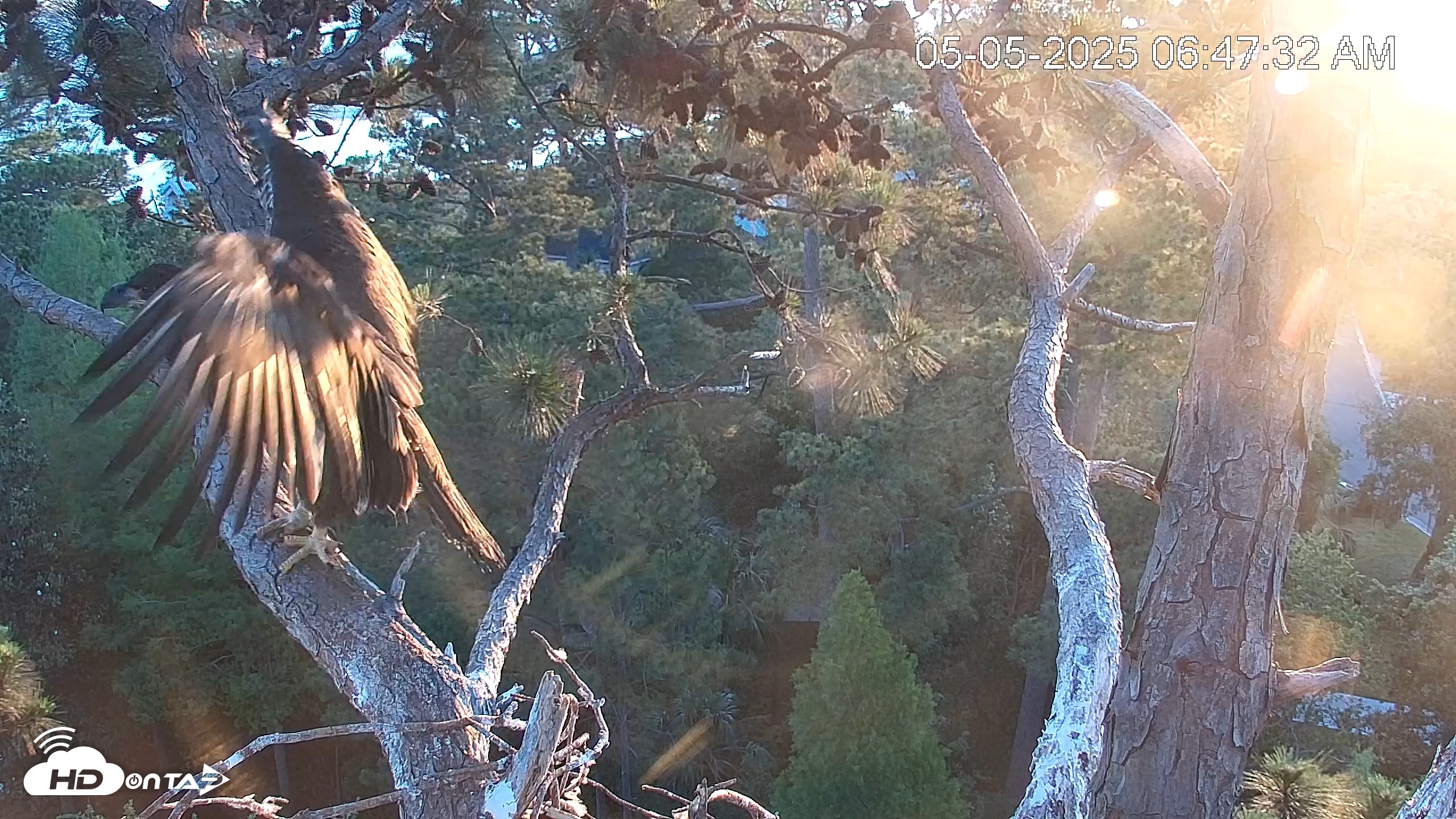 Snapshot of Hilton Head Island Eagles Live Webcam taken May 5, 2025, 6:48am EDT