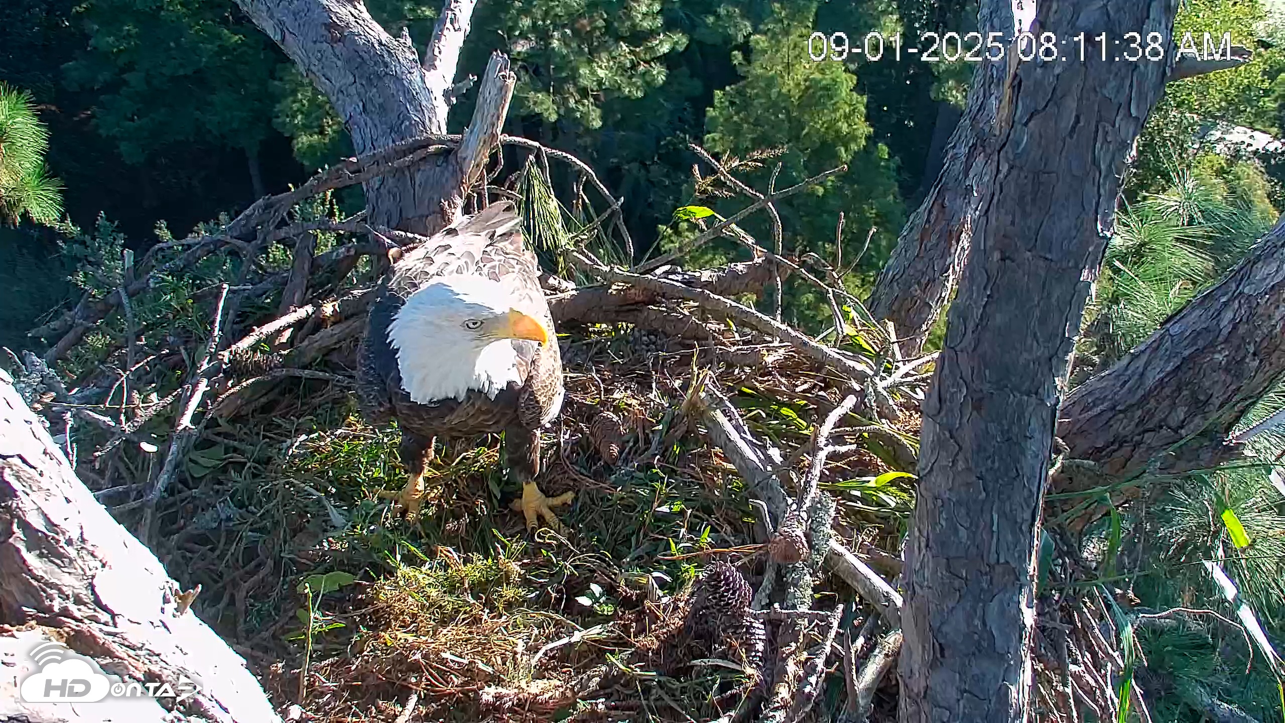 Snapshot of Hilton Head Island Eagles Live Webcam taken Sep 1, 2025, 8:12am EDT