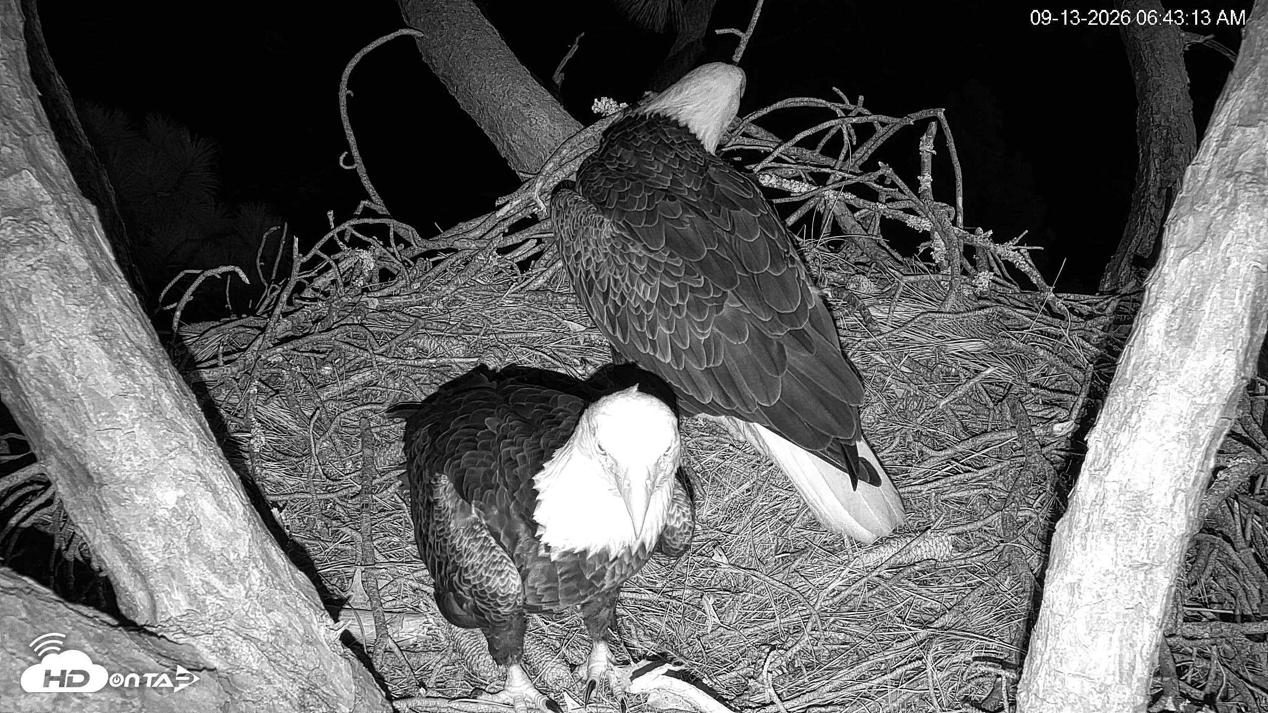 Snapshot of Hilton Head Island Eagles Live Webcam taken Sep 13, 2026, 6:43am EDT