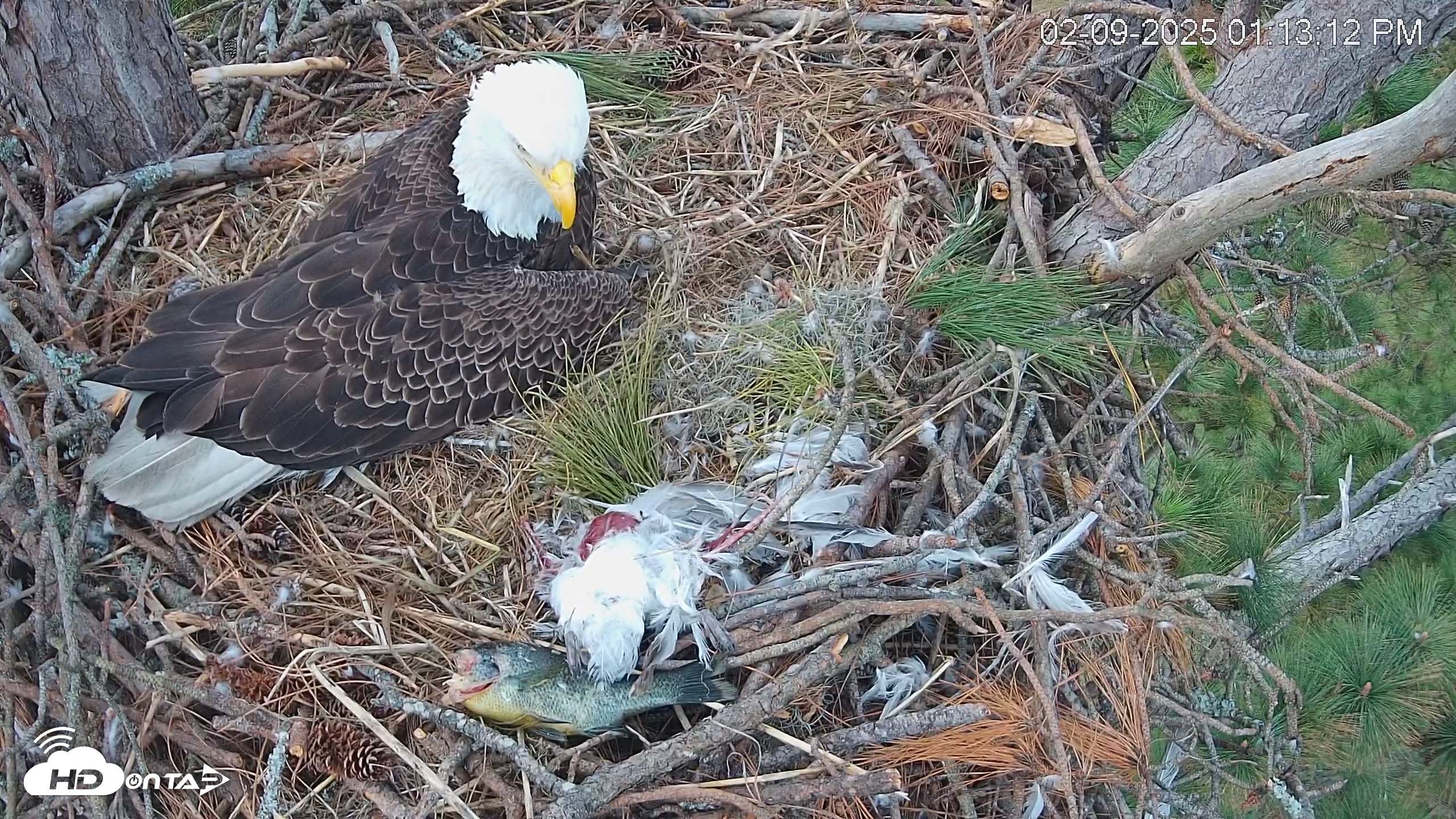 Snapshot of Hilton Head Island Eagles Live Webcam taken Feb 9, 2025, 1:13pm EST