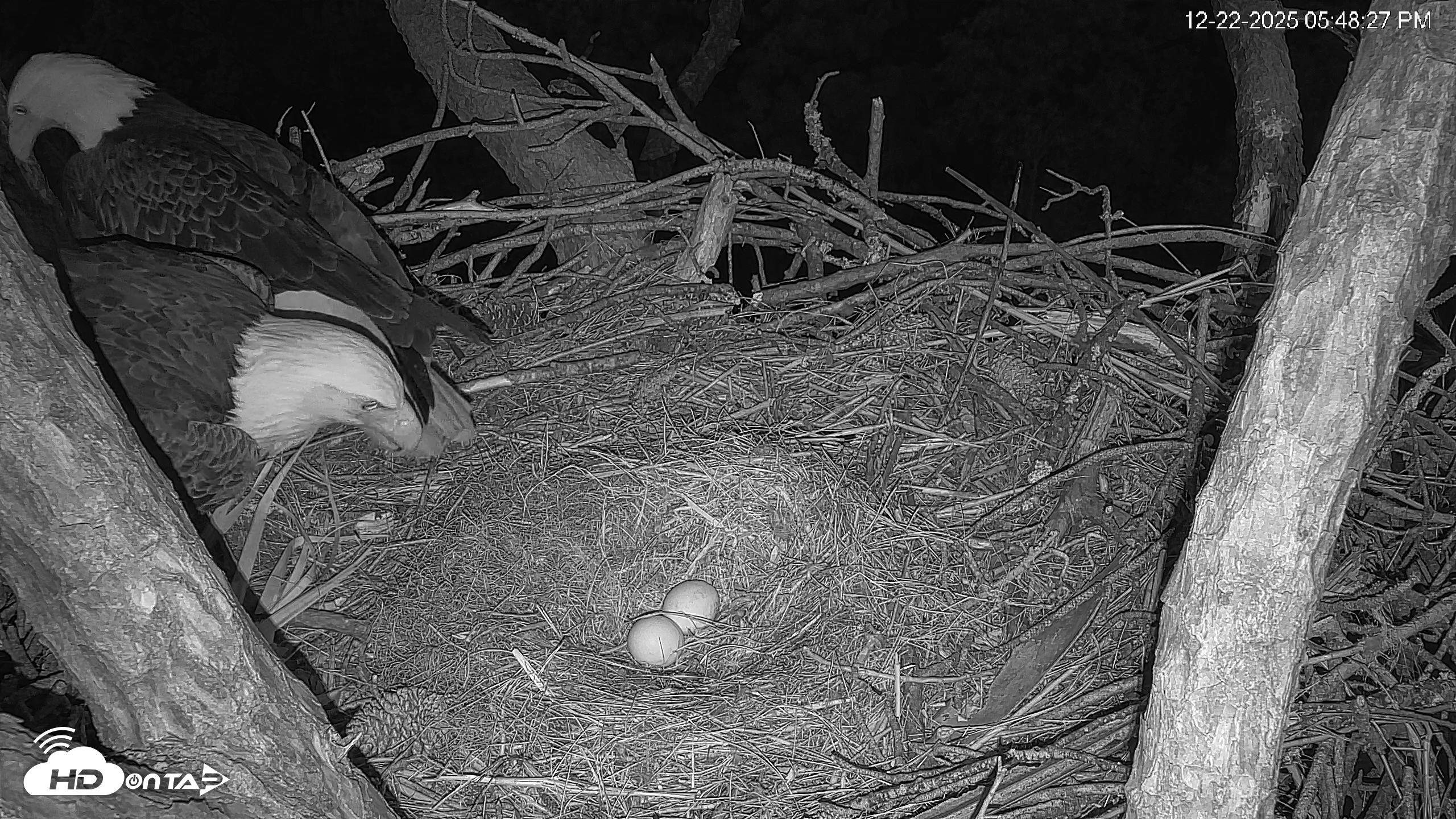 Snapshot of Hilton Head Island Eagles Live Webcam taken Dec 22, 2025, 5:49pm EST