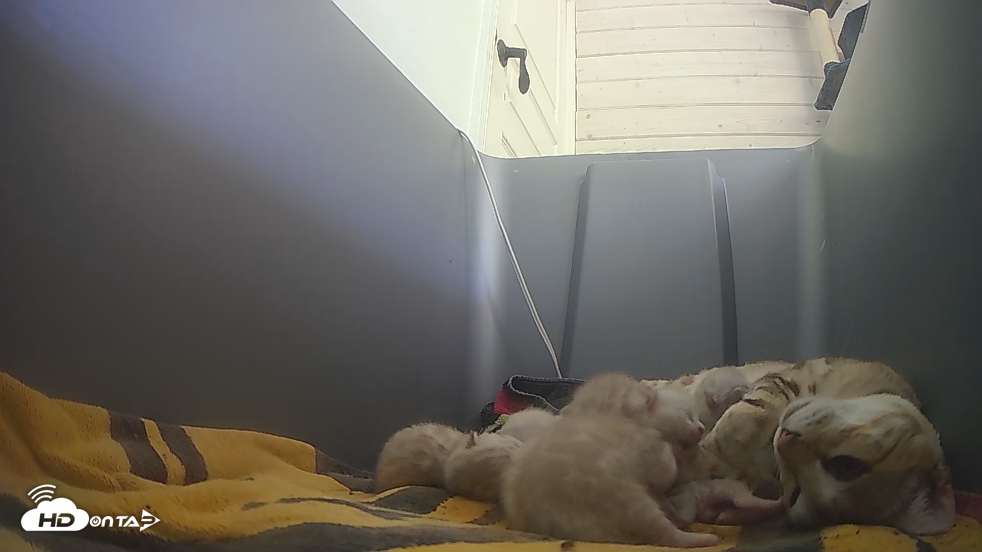 Snapshot of Bengal Cats Live Kitten Cam taken Apr 20, 2025, 5:14pm PDT