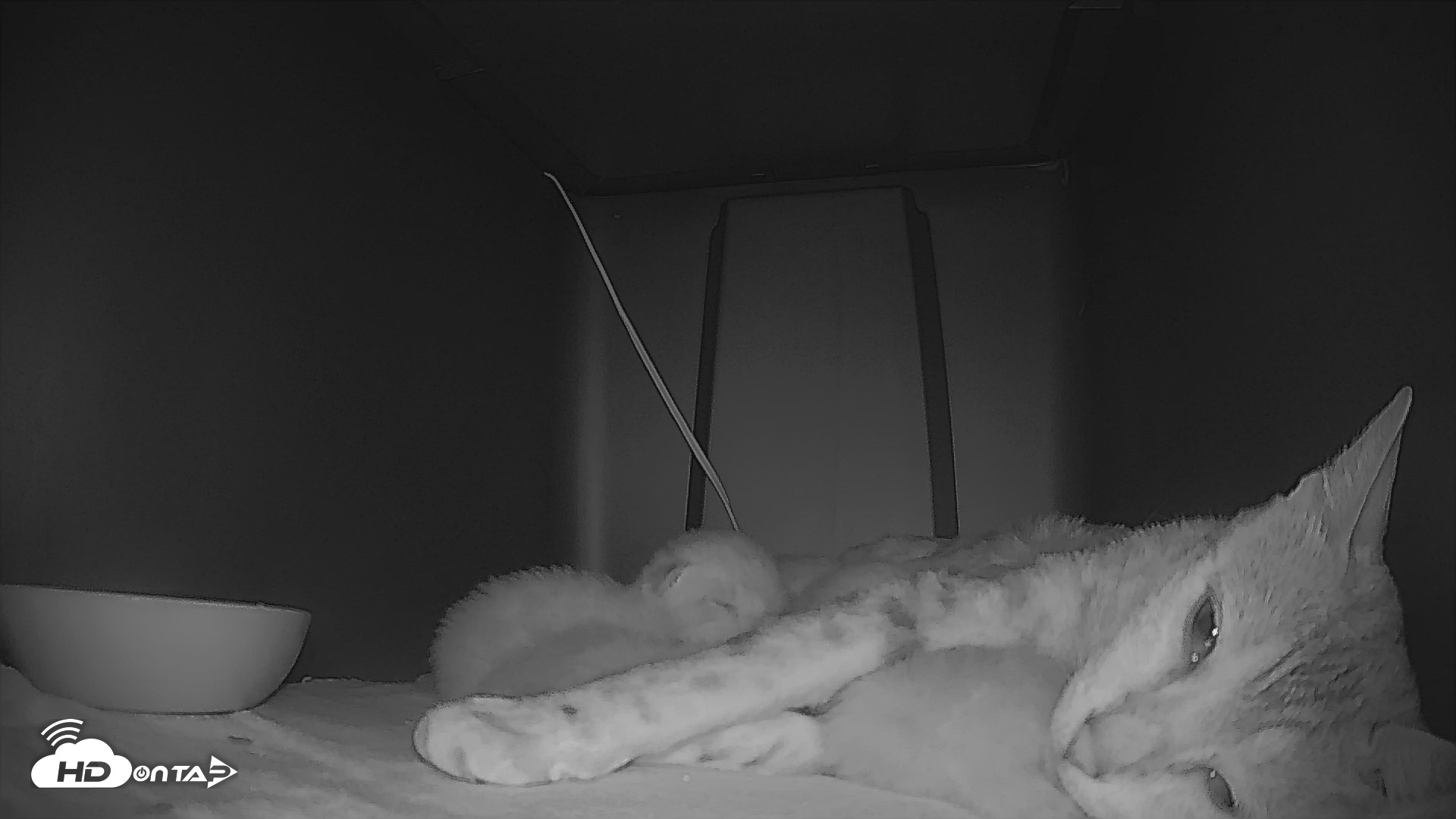 Snapshot of Bengal Cats Live Kitten Cam taken Apr 27, 2025, 9:08pm PDT