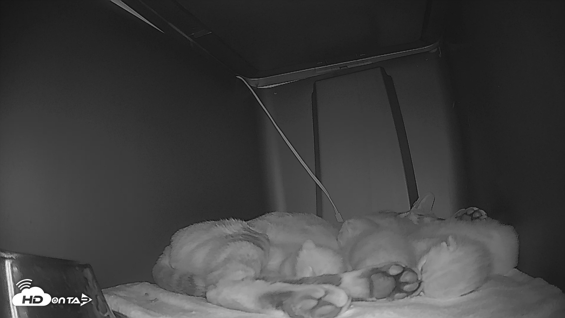 Snapshot of Bengal Cats Live Kitten Cam taken Apr 23, 2025, 6:26pm PDT