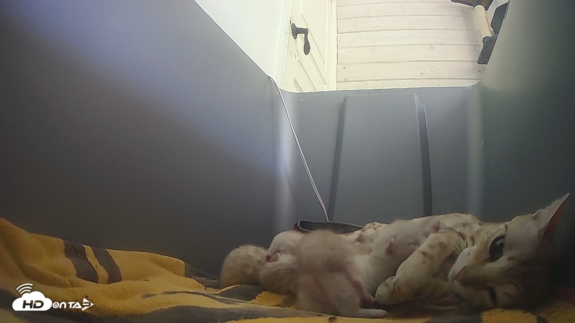 Snapshot of Bengal Cats Live Kitten Cam taken Apr 20, 2025, 5:14pm PDT