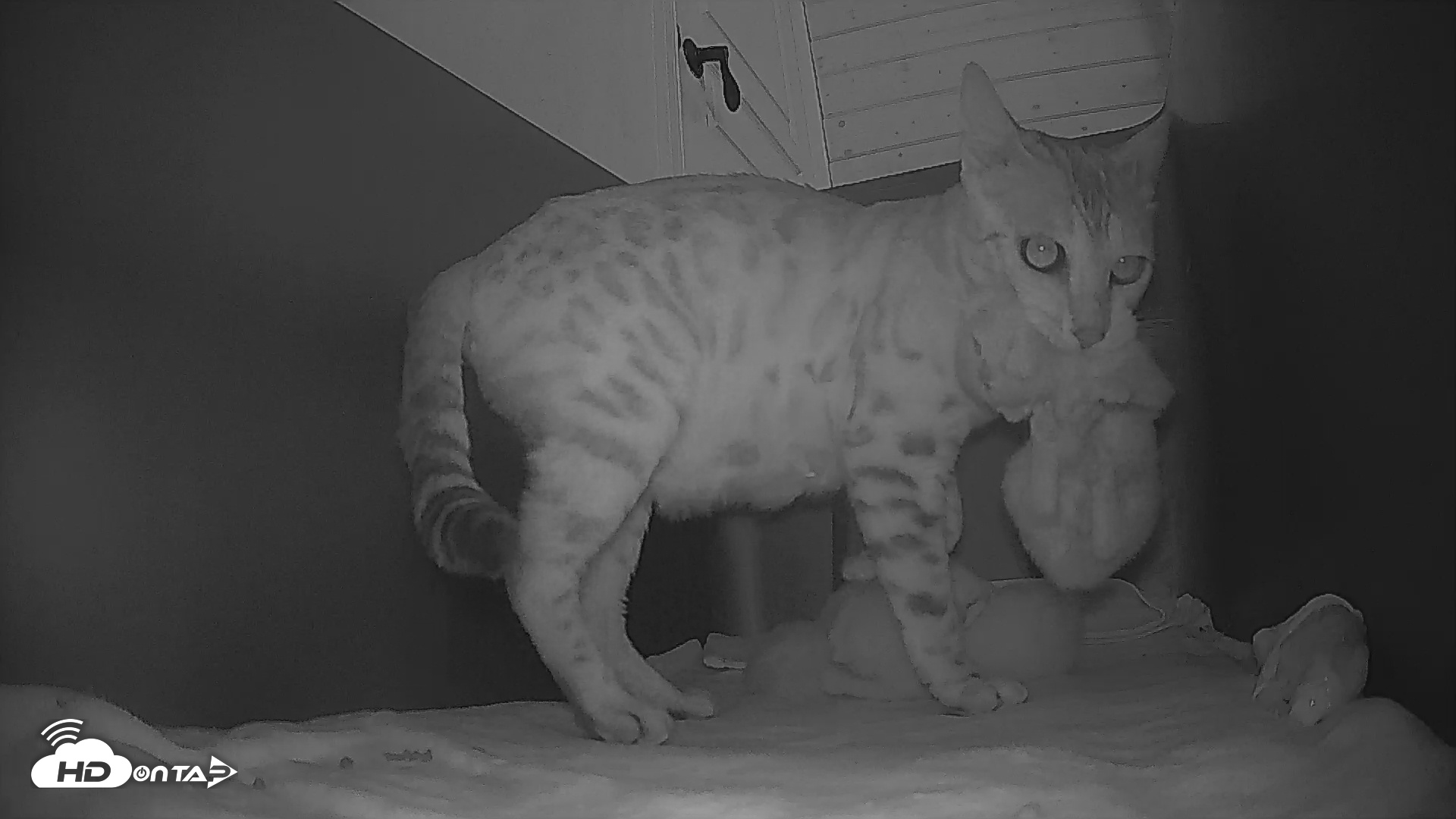 Snapshot of Bengal Cats Live Kitten Cam taken Apr 25, 2025, 5:47pm PDT