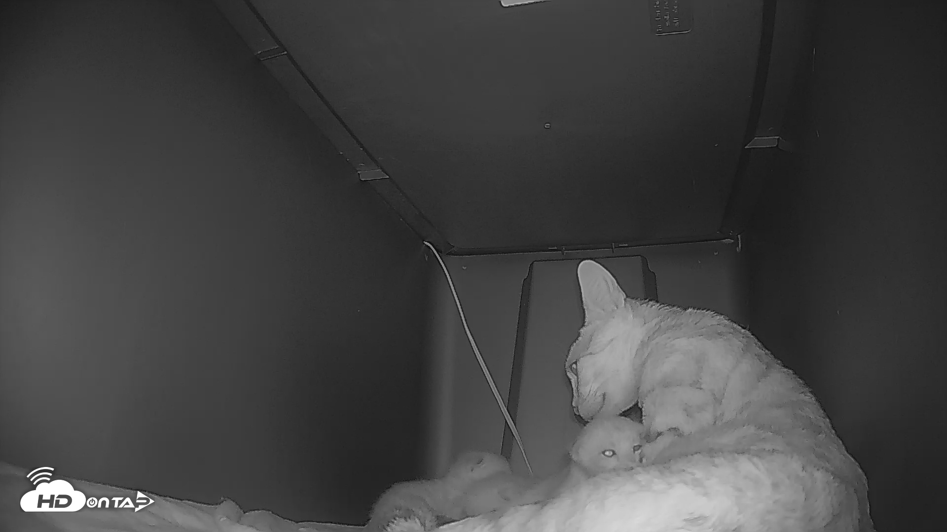 Snapshot of Bengal Cats Live Kitten Cam taken May 1, 2025, 8:10pm PDT