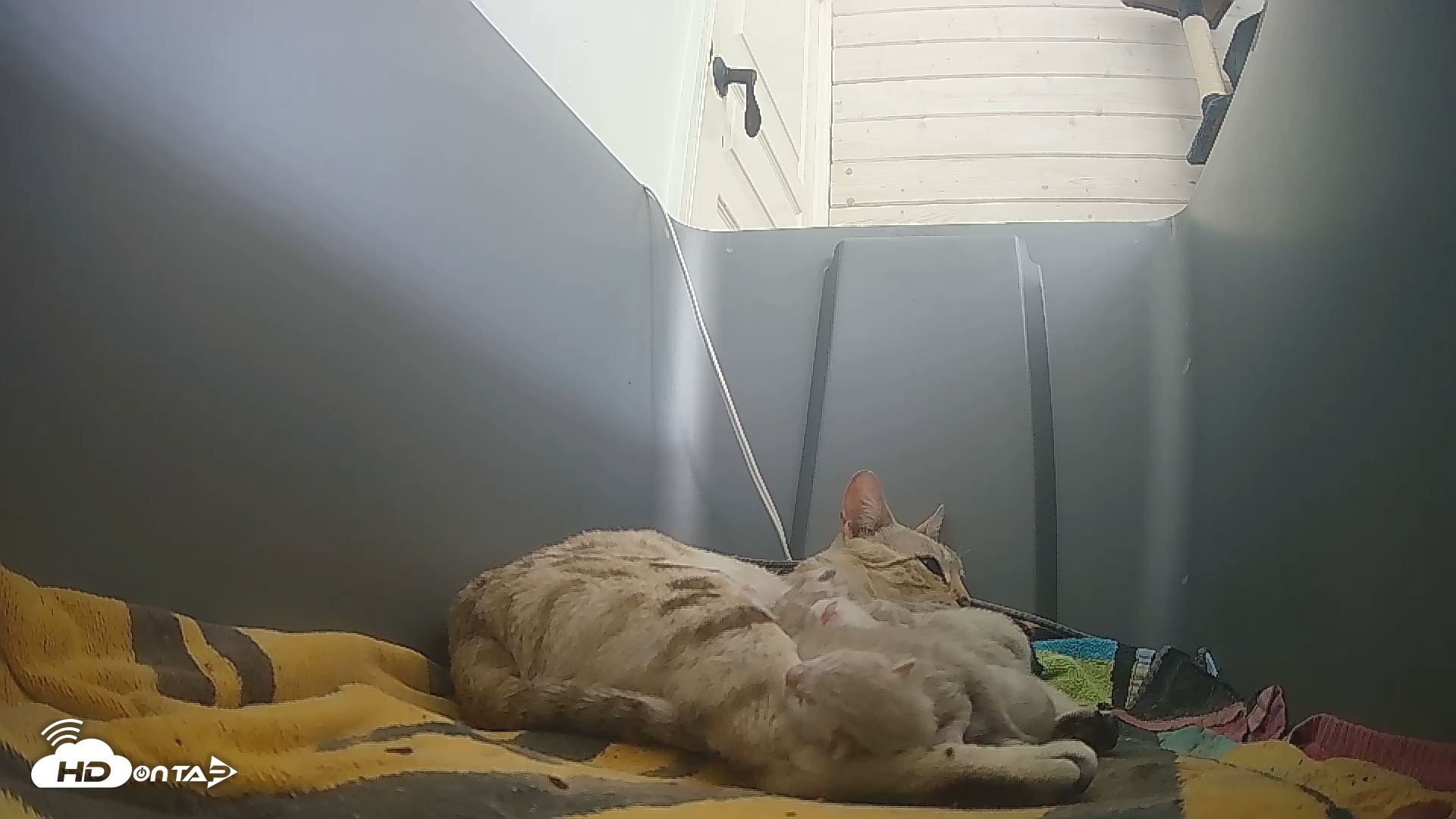 Snapshot of Bengal Cats Live Kitten Cam taken Apr 18, 2025, 3:42pm PDT