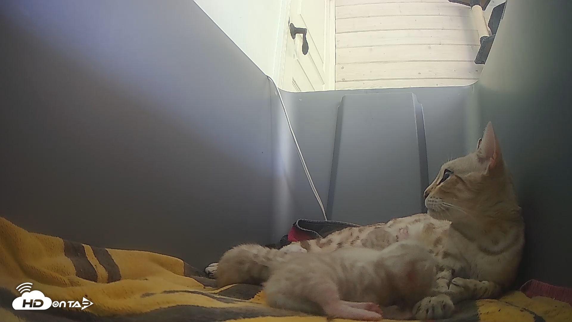 Snapshot of Bengal Cats Live Kitten Cam taken Apr 20, 2025, 5:13pm PDT