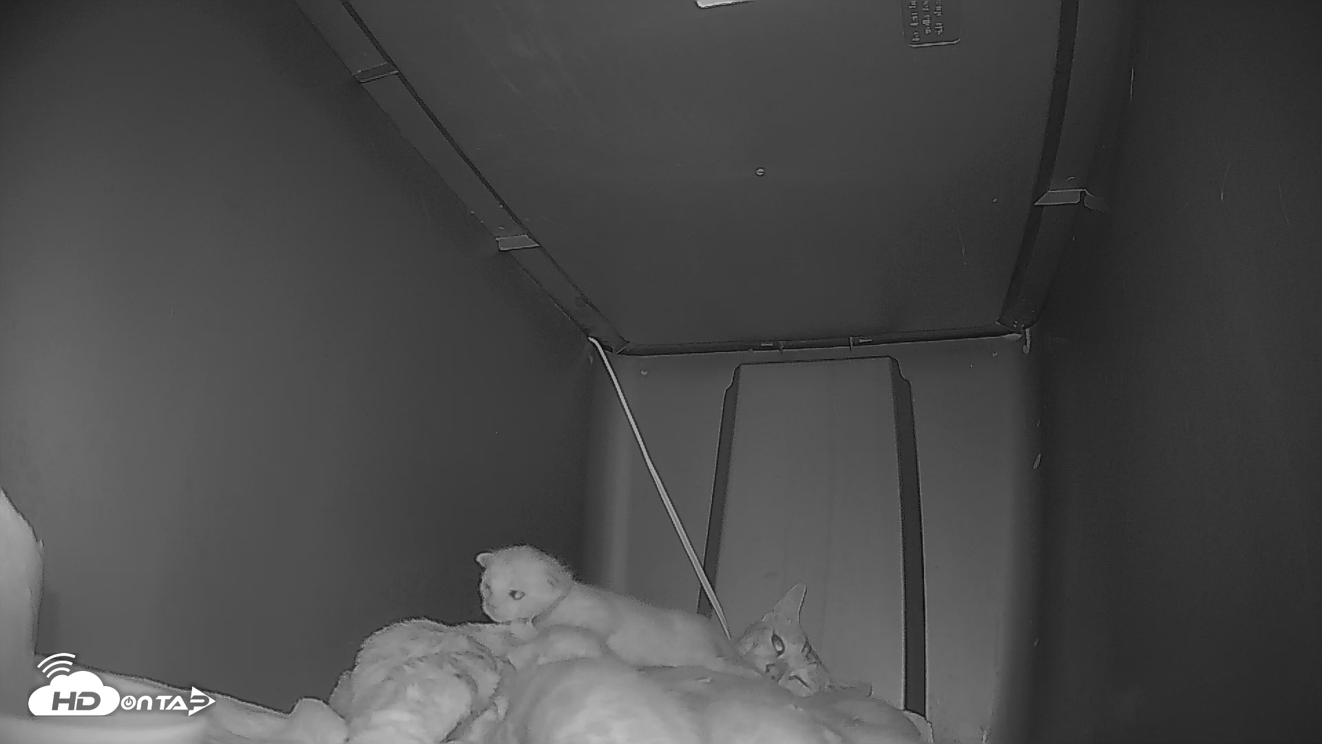 Snapshot of Bengal Cats Live Kitten Cam taken May 2, 2025, 7:25am PDT