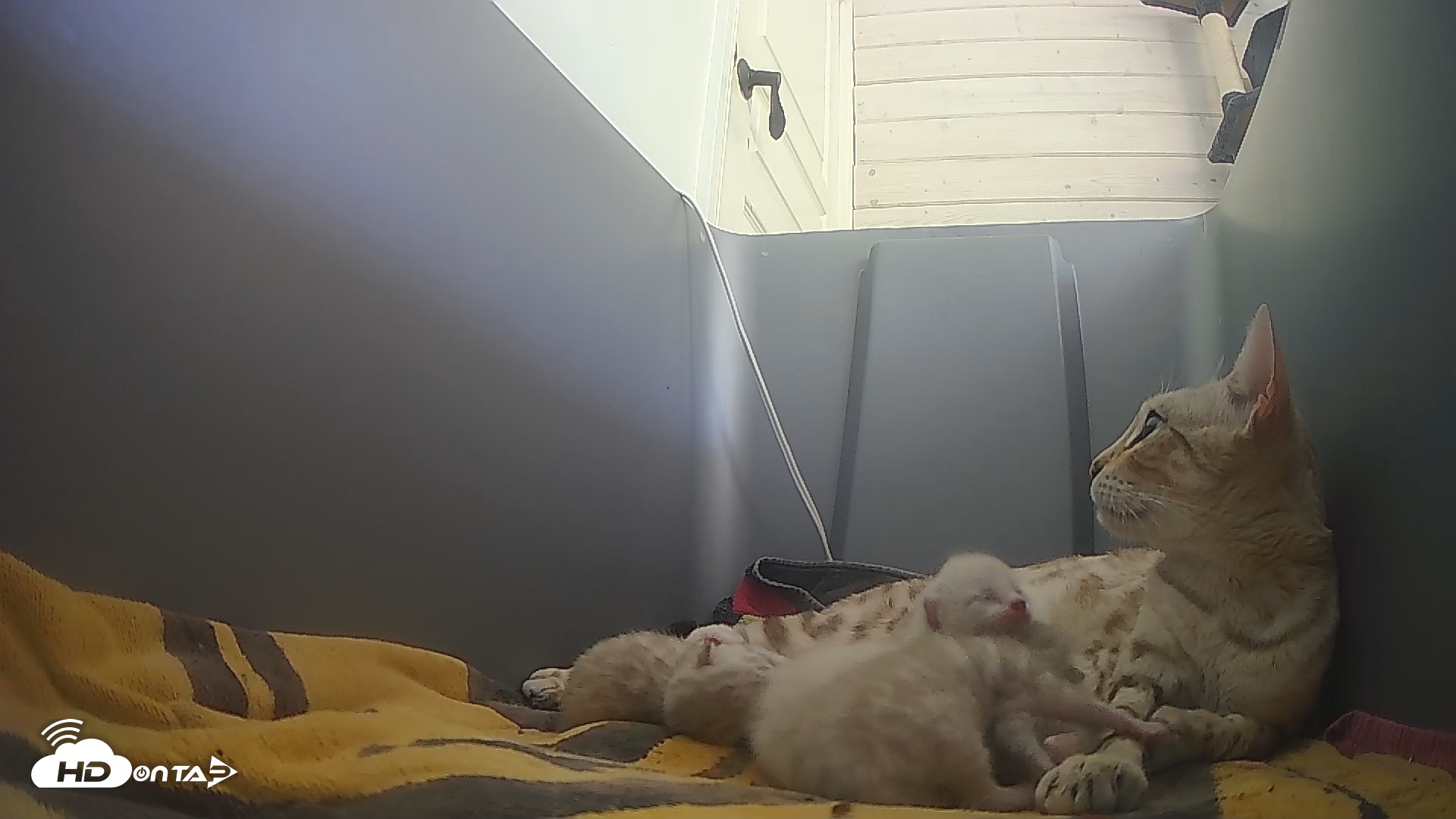 Snapshot of Bengal Cats Live Kitten Cam taken Apr 20, 2025, 5:14pm PDT