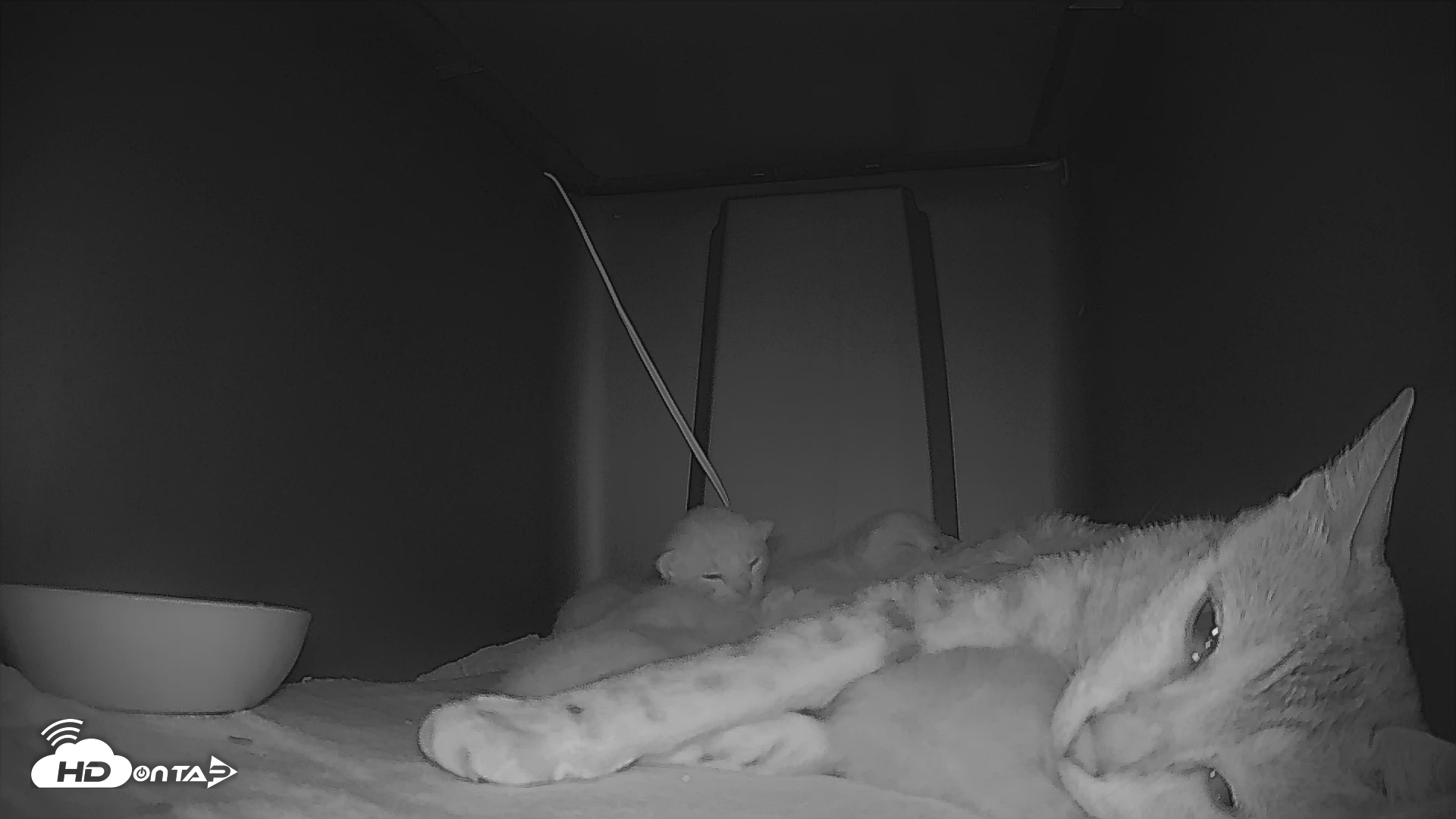 Snapshot of Bengal Cats Live Kitten Cam taken Apr 27, 2025, 9:09pm PDT