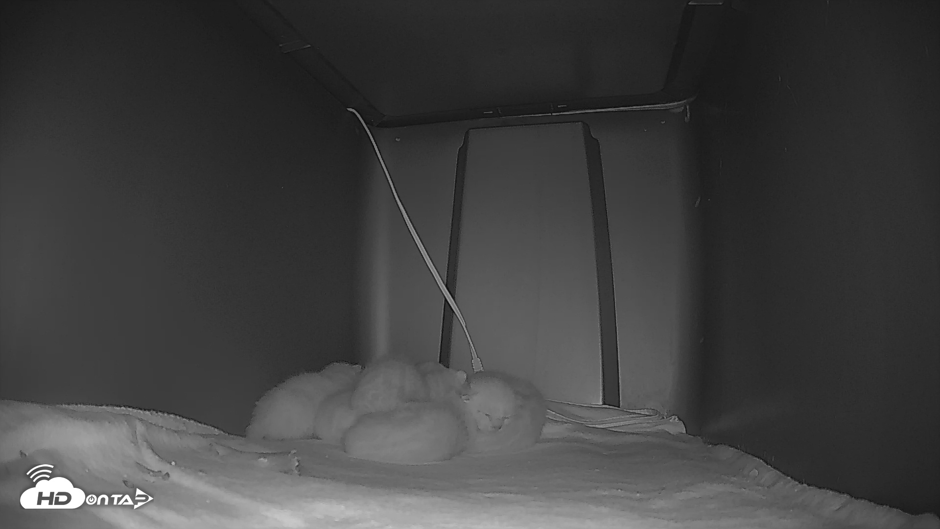 Snapshot of Bengal Cats Live Kitten Cam taken Apr 26, 2025, 7:23am PDT