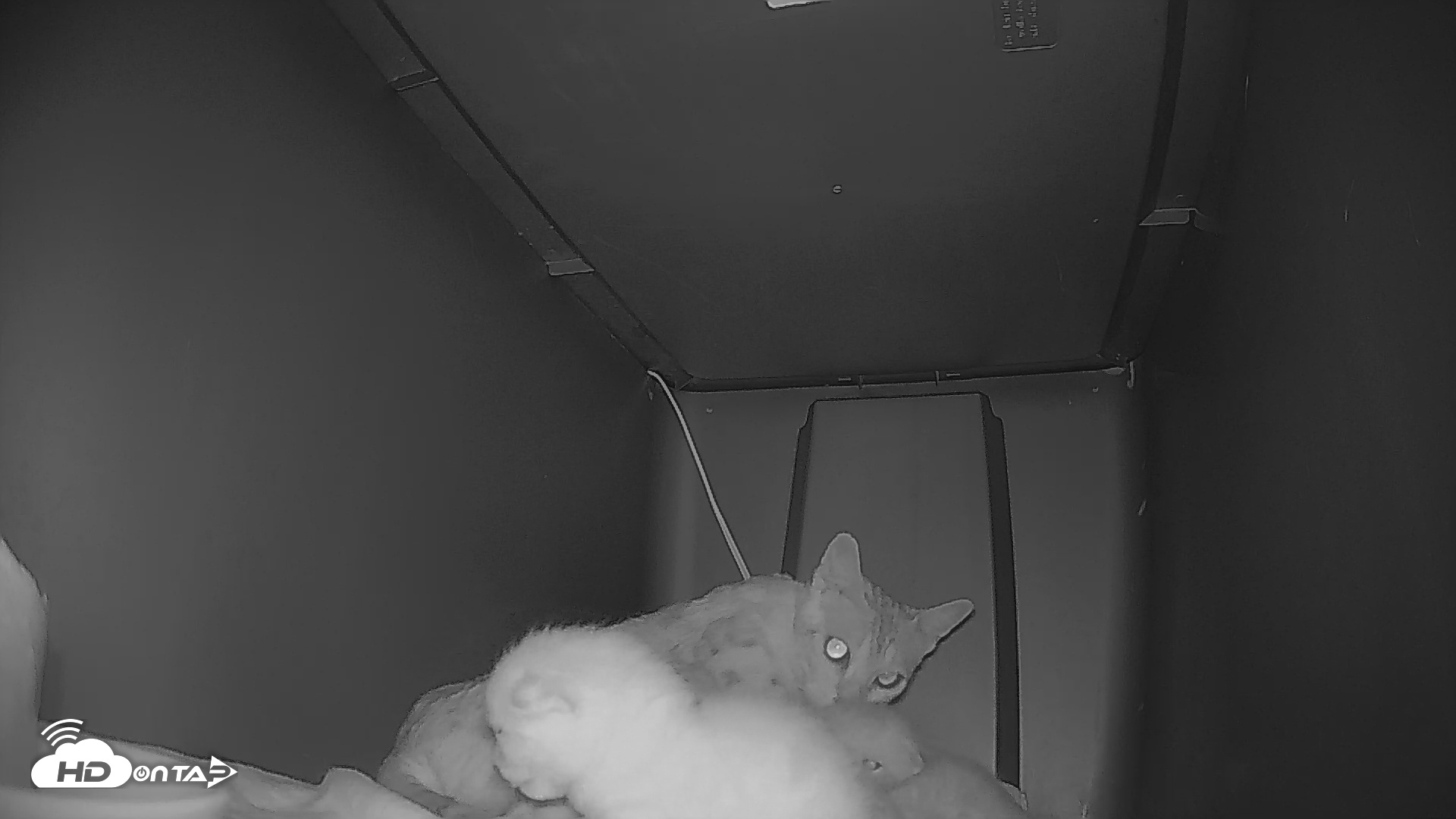 Snapshot of Bengal Cats Live Kitten Cam taken May 2, 2025, 7:22am PDT